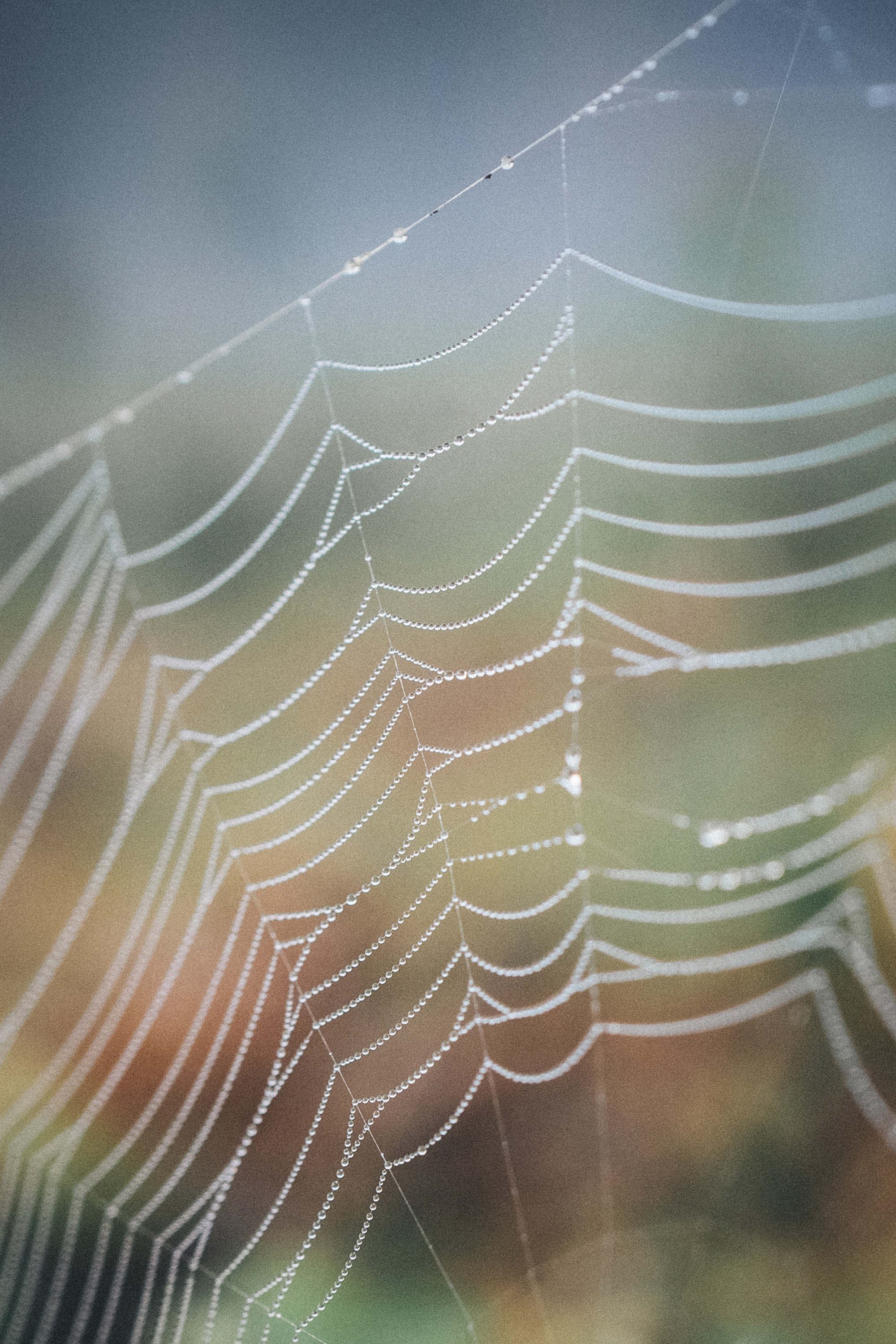 Лиза и Юста. Фотограф анималист в Москве и Санкт-Петербурге Свиридова Анна