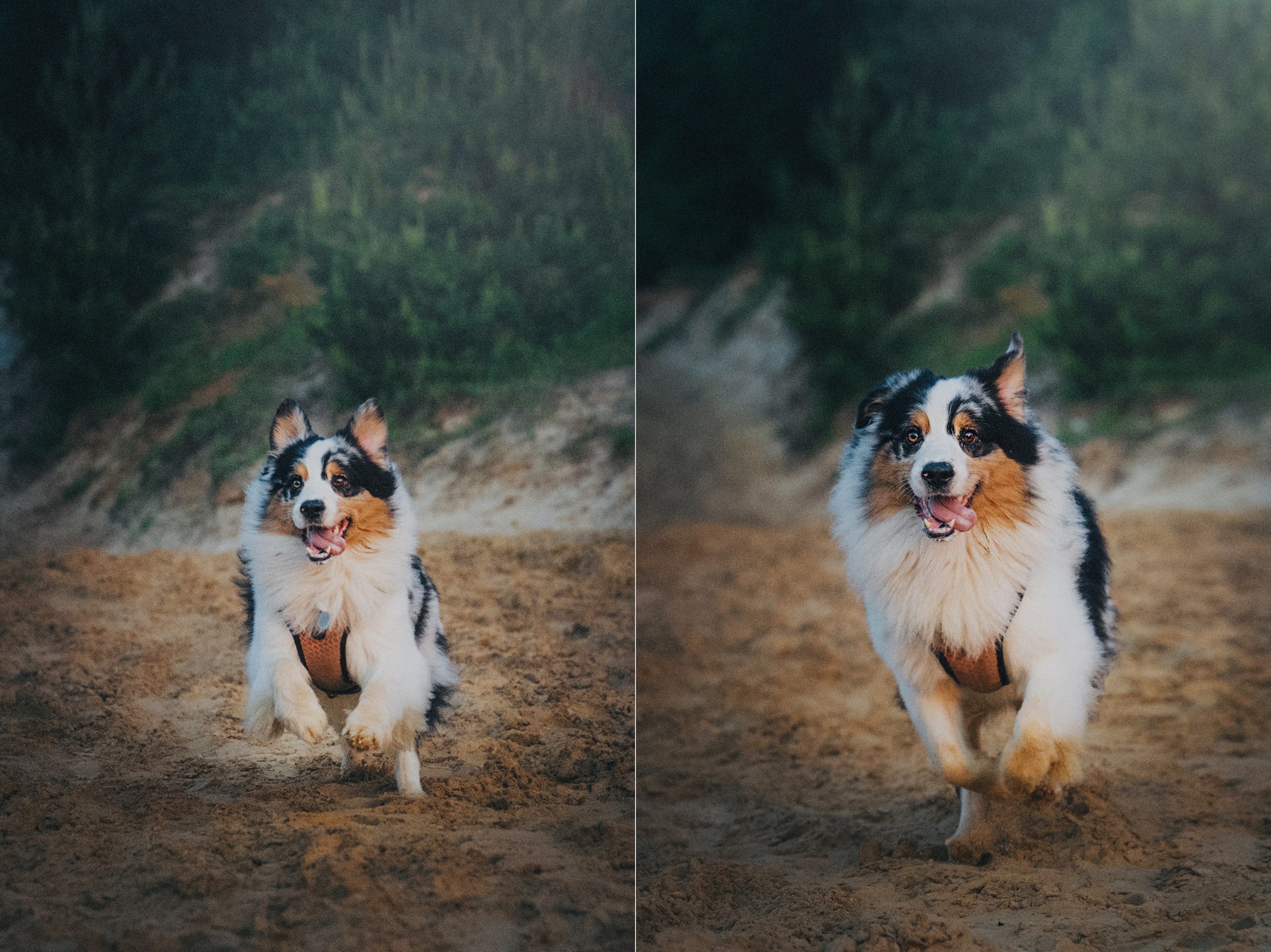 Аня, Игорь, Аусь и Хась. Фотограф анималист в Москве и Санкт-Петербурге Свиридова Анна