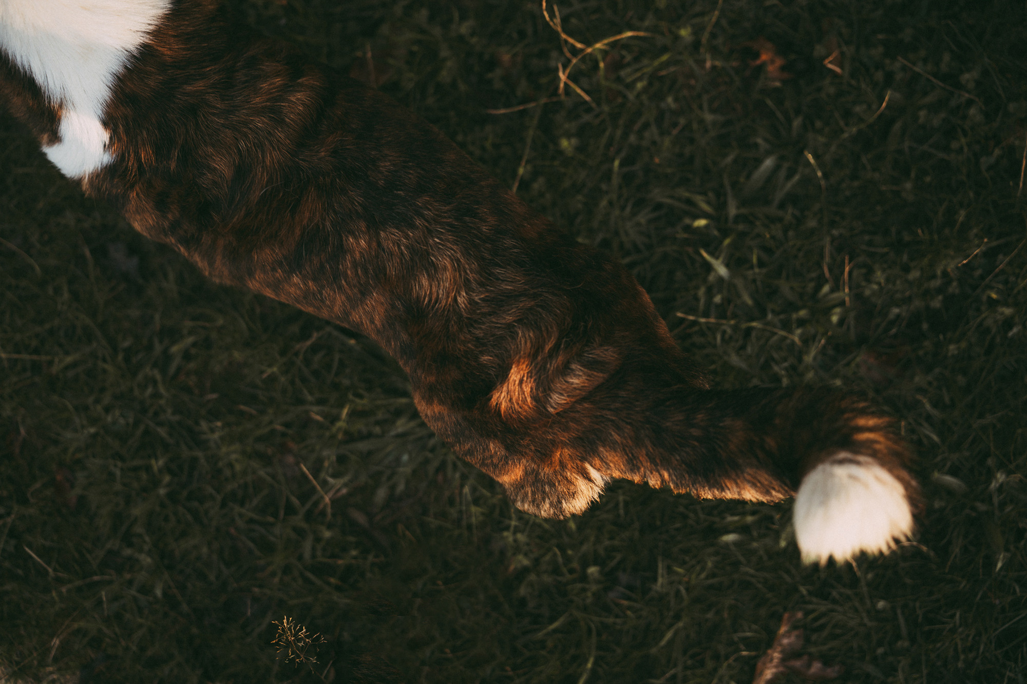 Влада и Коржики. Фотограф анималист в Москве и Санкт-Петербурге Свиридова Анна