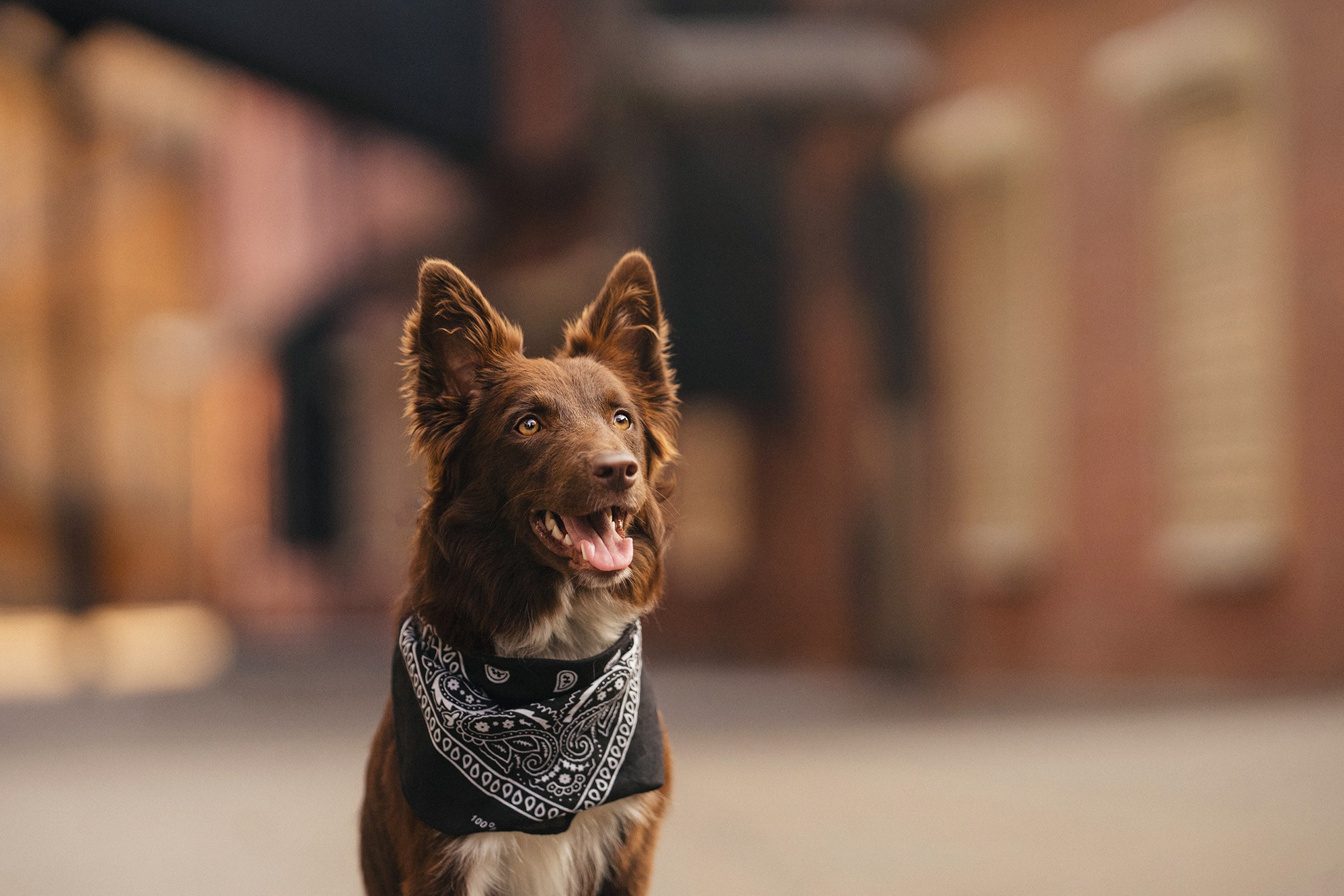 Аня и Брук. Фотограф анималист в Москве и Санкт-Петербурге Свиридова Анна