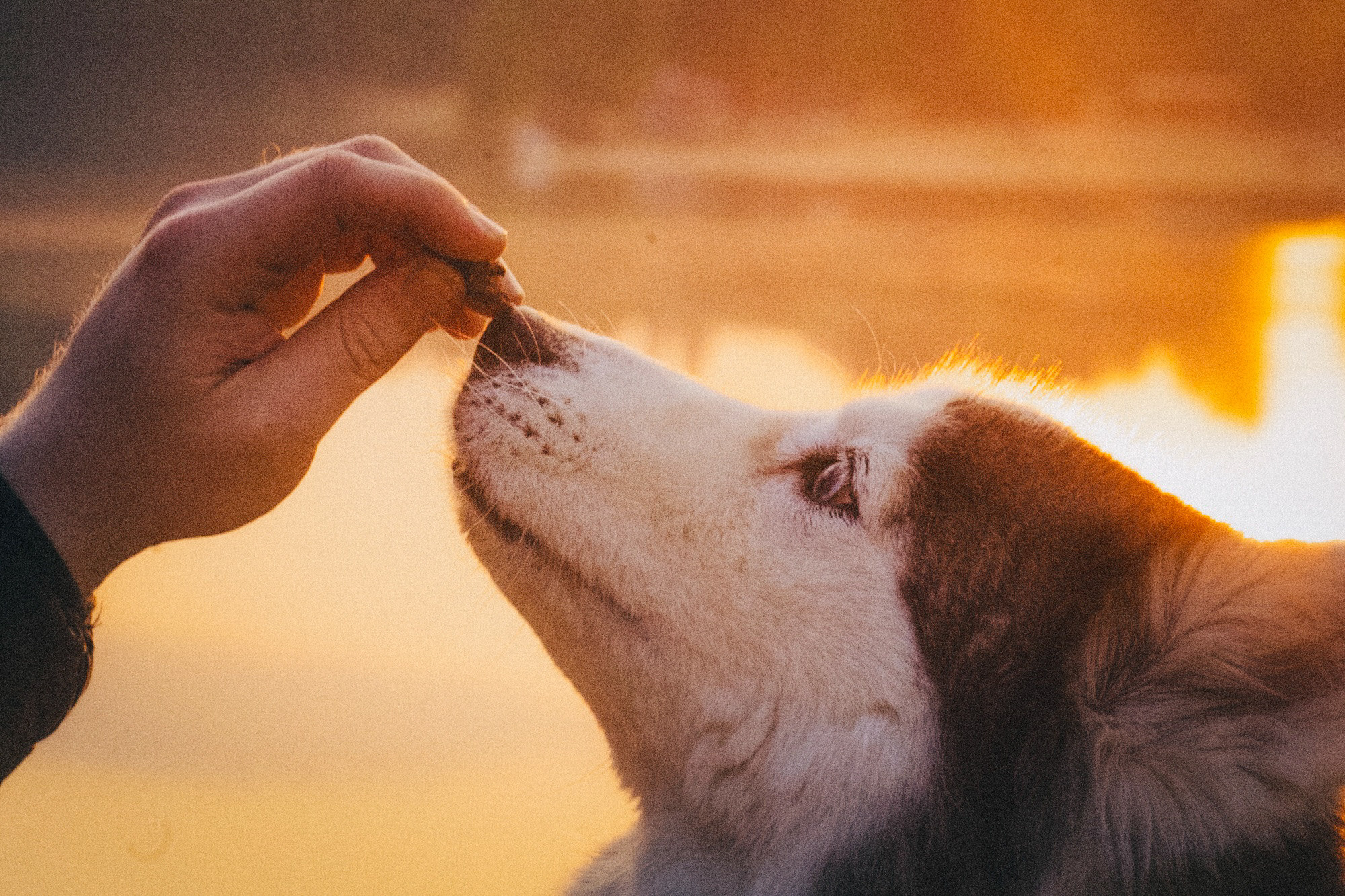 Аня, Игорь, Аусь и Хась. Фотограф анималист в Москве и Санкт-Петербурге Свиридова Анна
