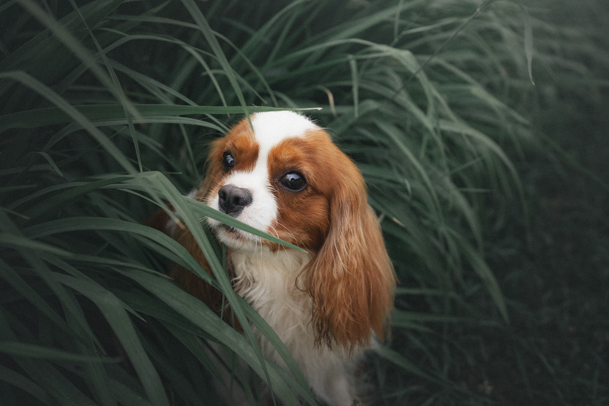 Таня и Лео. Фотограф анималист в Москве и Санкт-Петербурге Свиридова Анна