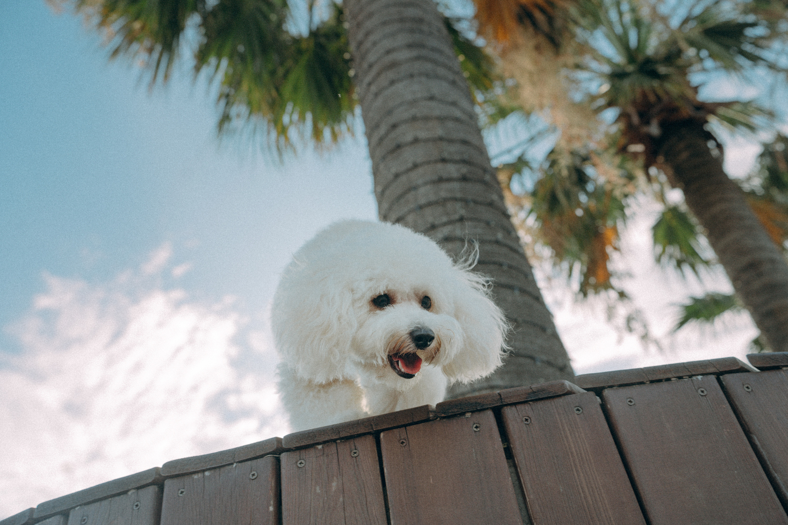 Ангелина и Варежка. Фотограф анималист в Москве и Санкт-Петербурге Свиридова Анна