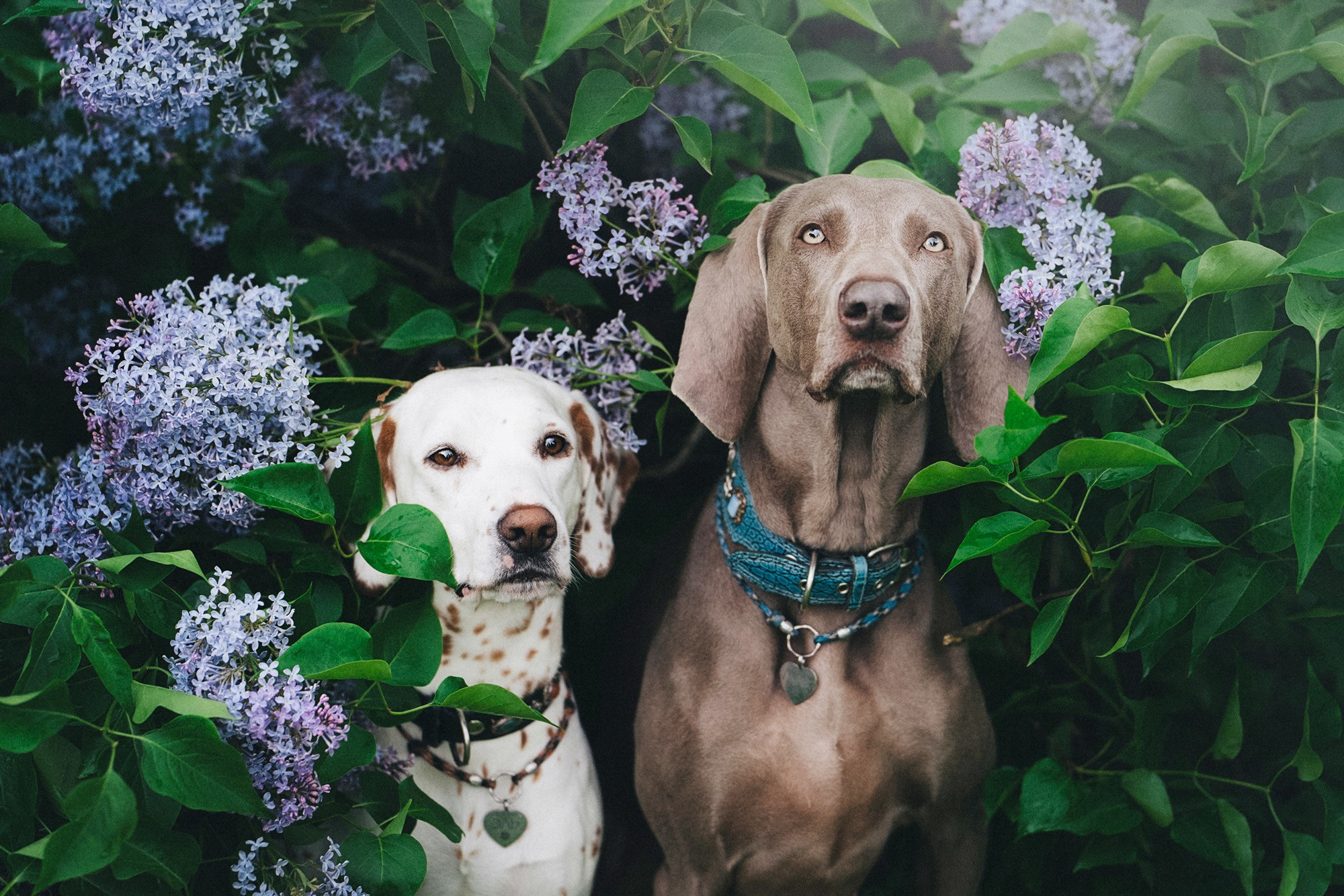 Полина, Борис, Луна и Эль. Фотограф анималист в Москве и Санкт-Петербурге Свиридова Анна