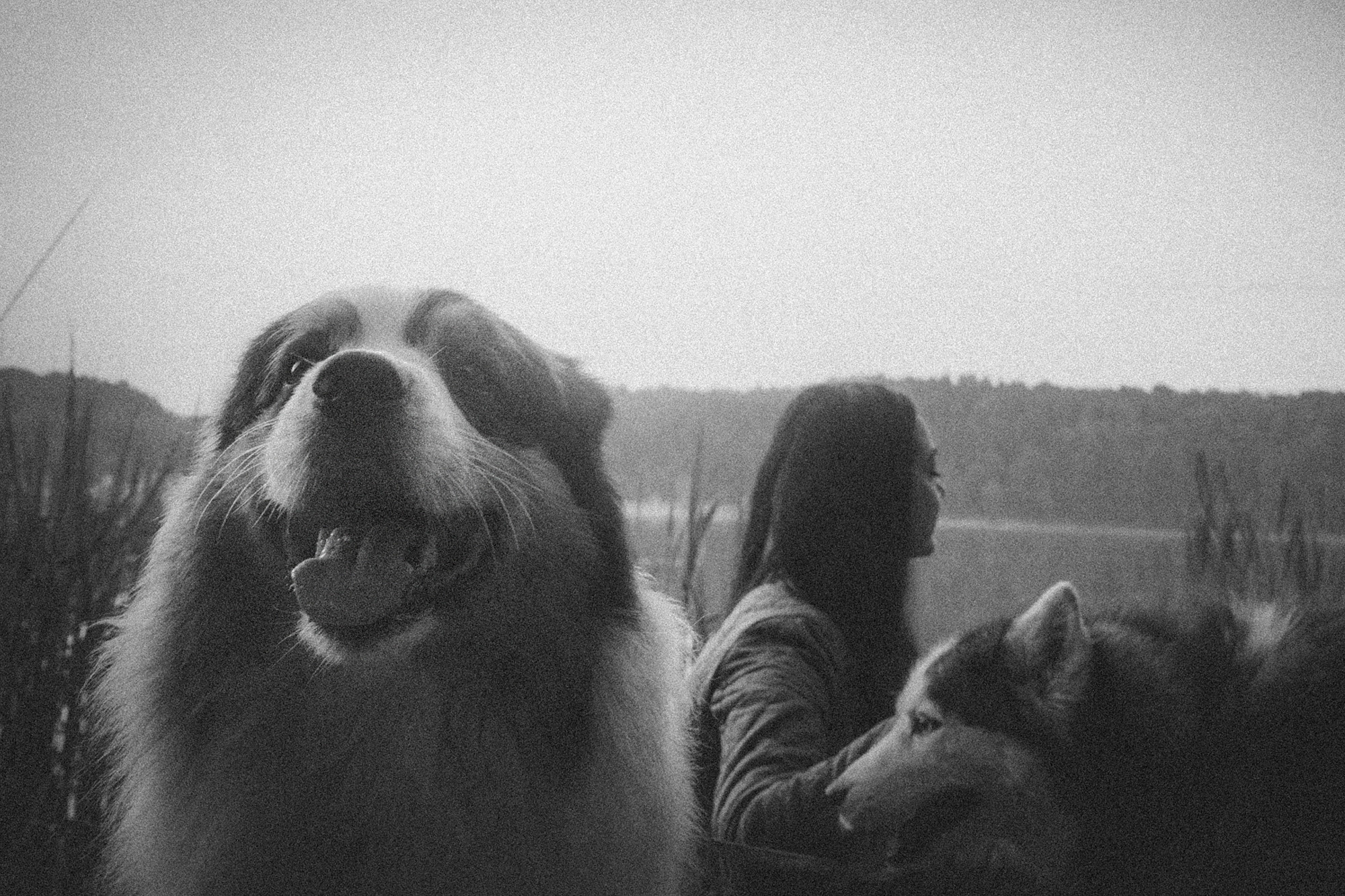 Аня, Игорь, Аусь и Хась. Фотограф анималист в Москве и Санкт-Петербурге Свиридова Анна