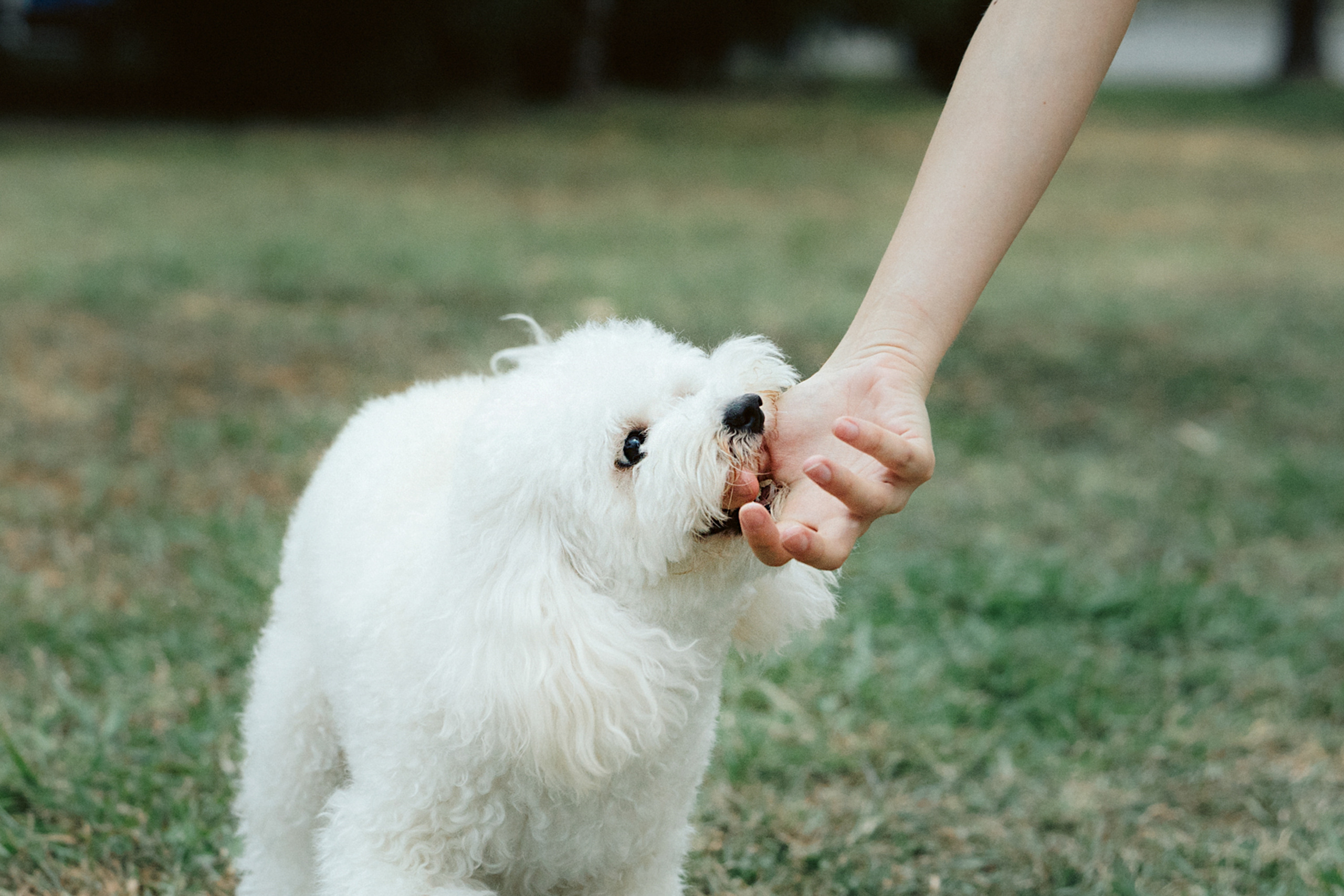 Ангелина и Варежка. Фотограф анималист в Москве и Санкт-Петербурге Свиридова Анна