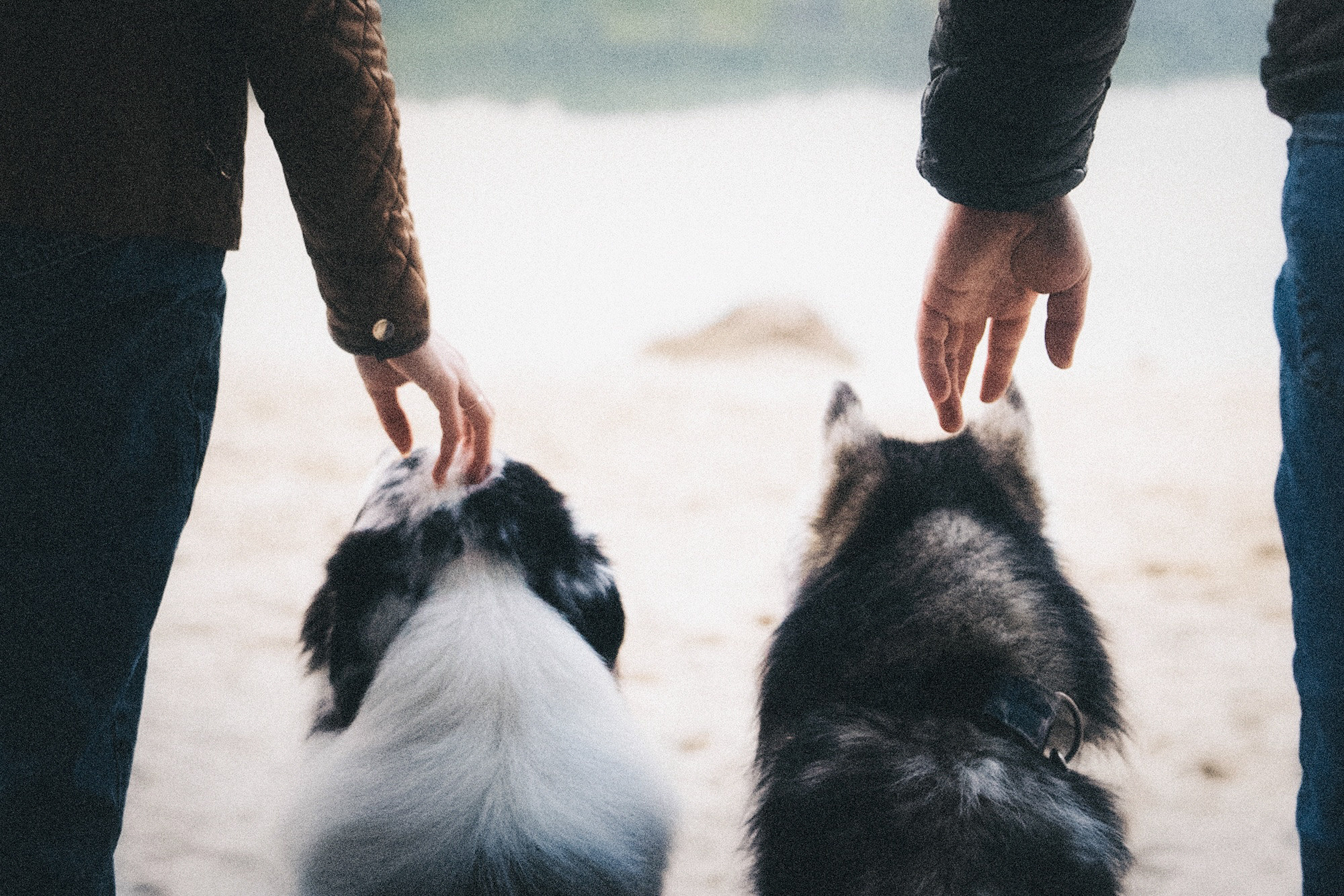 Аня, Игорь, Аусь и Хась. Фотограф анималист в Москве и Санкт-Петербурге Свиридова Анна
