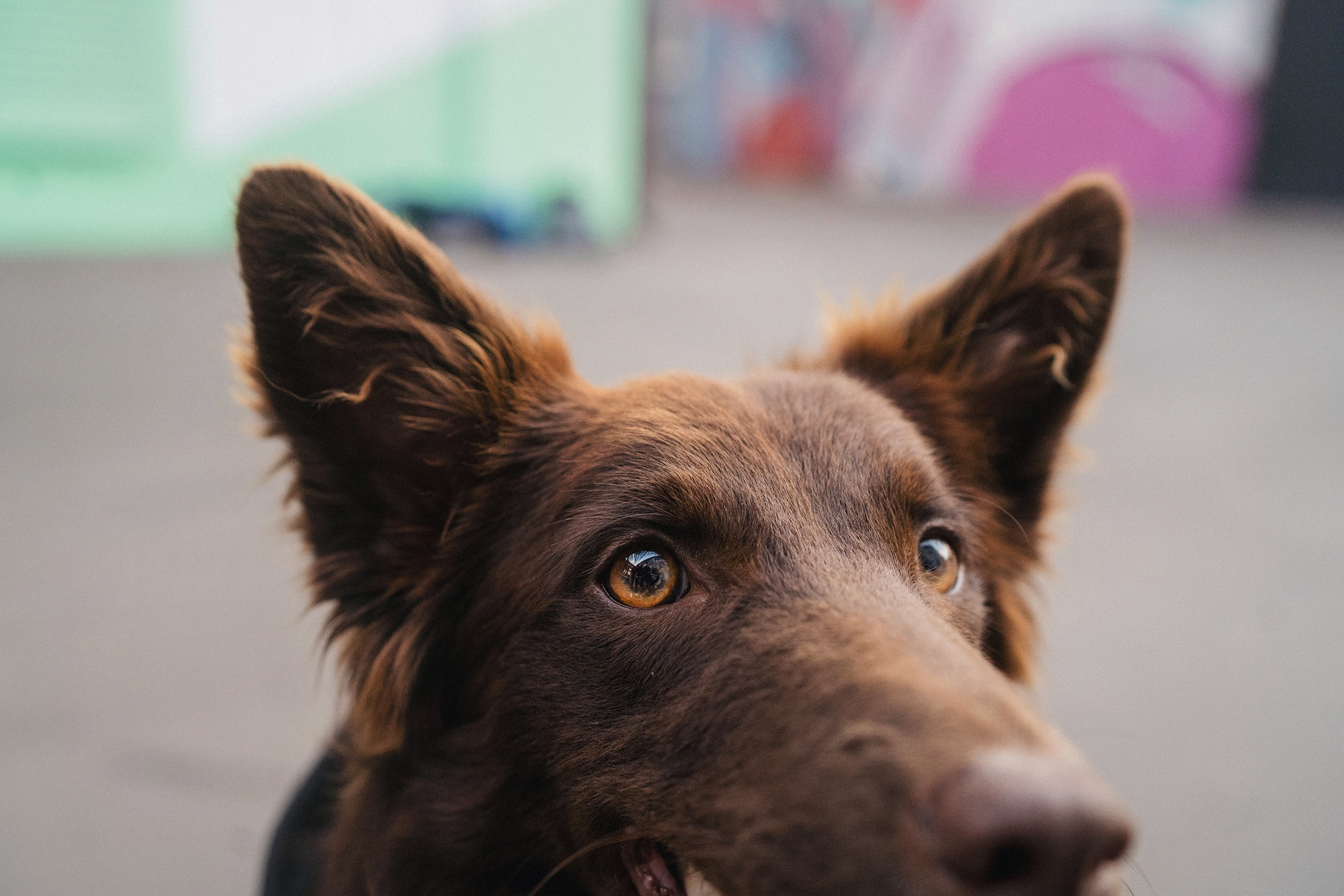 Аня и Брук. Фотограф анималист в Москве и Санкт-Петербурге Свиридова Анна