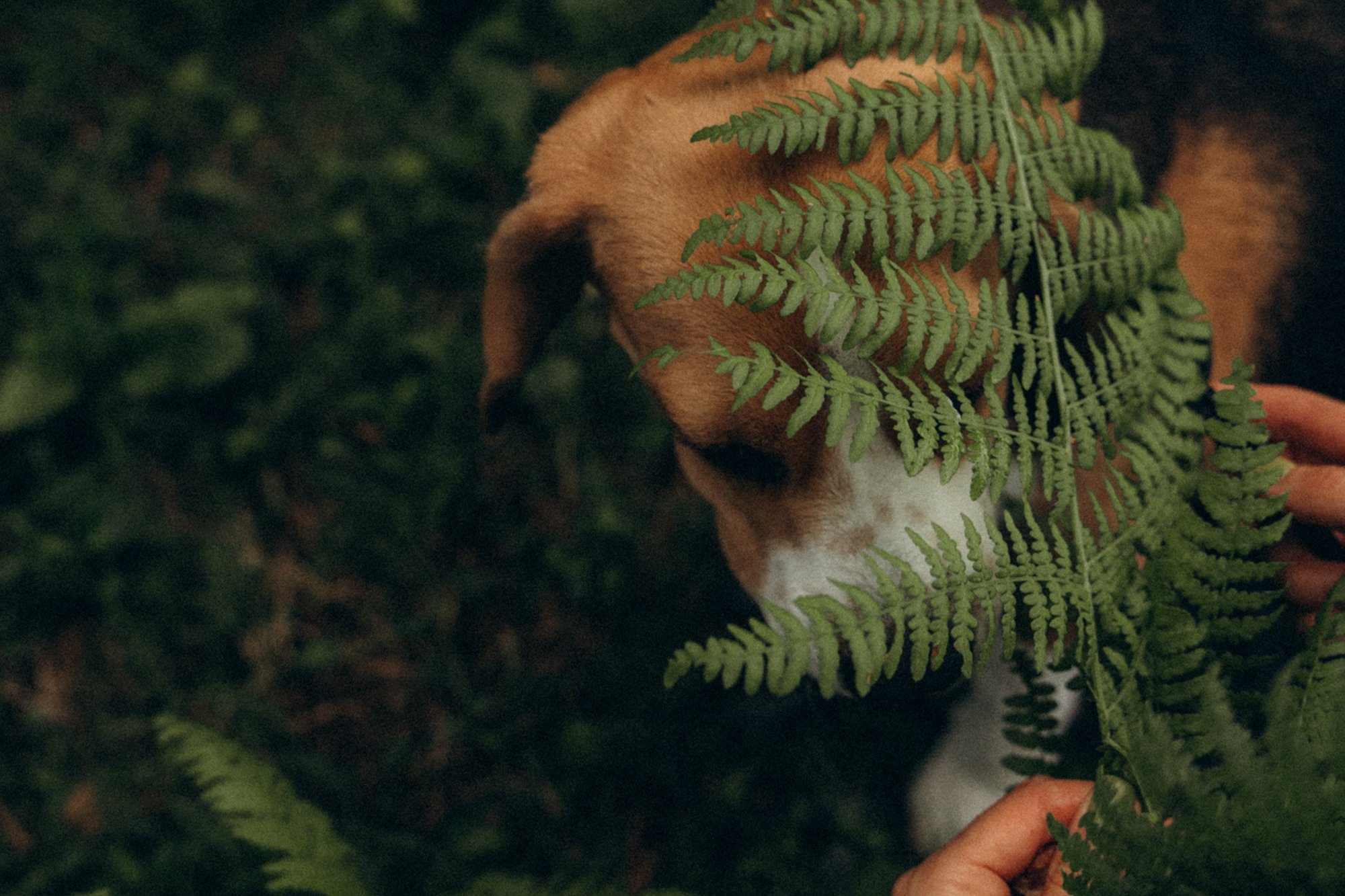Женя и Мира. Фотограф анималист в Москве и Санкт-Петербурге Свиридова Анна