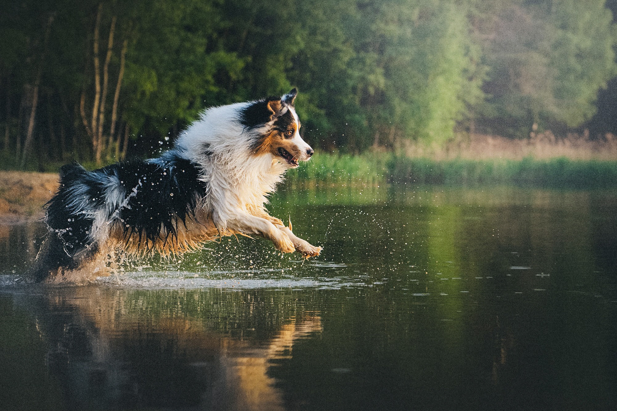 Аня, Игорь, Аусь и Хась. Фотограф анималист в Москве и Санкт-Петербурге Свиридова Анна