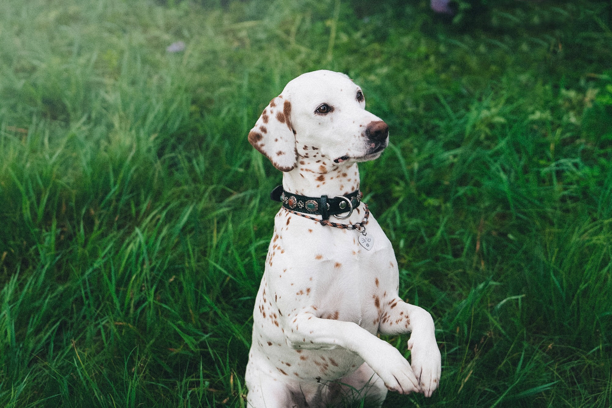 Полина, Борис, Луна и Эль. Фотограф анималист в Москве и Санкт-Петербурге Свиридова Анна