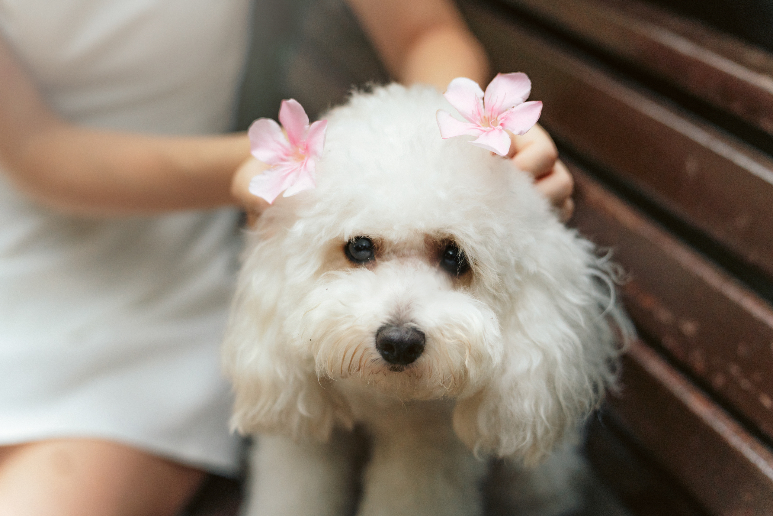 Ангелина и Варежка. Фотограф анималист в Москве и Санкт-Петербурге Свиридова Анна