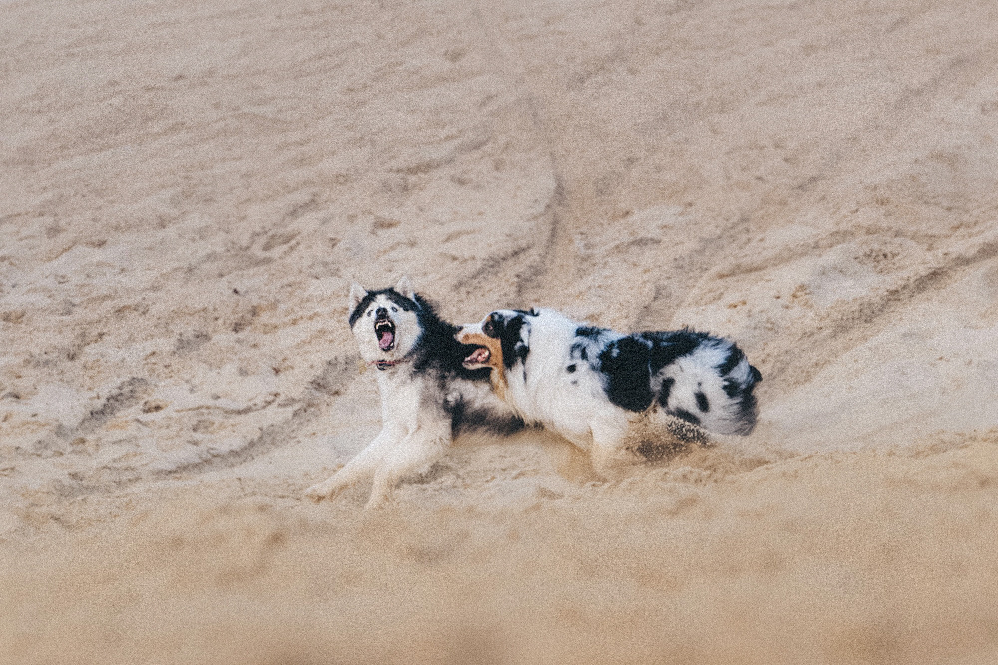 Аня, Игорь, Аусь и Хась. Фотограф анималист в Москве и Санкт-Петербурге Свиридова Анна