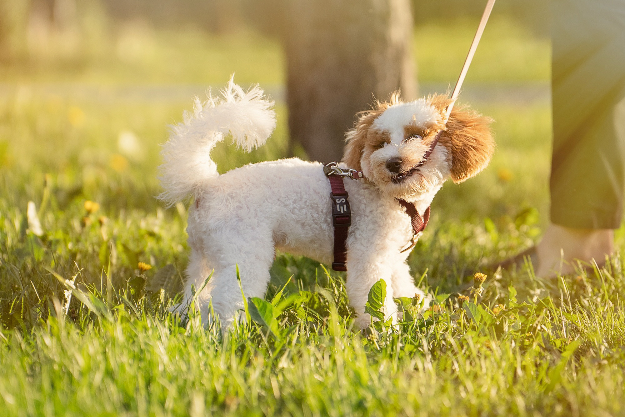 Амина, Андрей и Умка. Фотограф анималист в Москве и Санкт-Петербурге Свиридова Анна