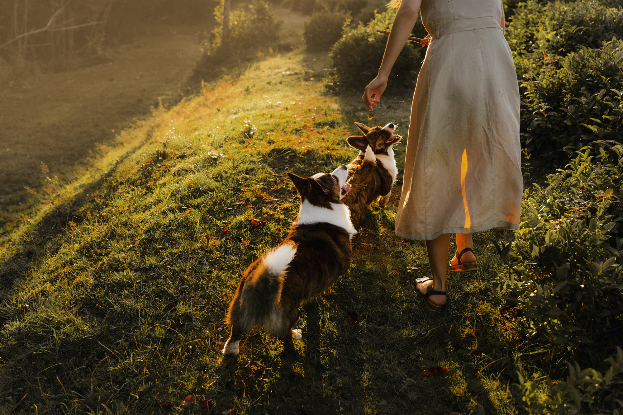 Влада и Коржики. Фотограф анималист в Москве и Санкт-Петербурге Свиридова Анна