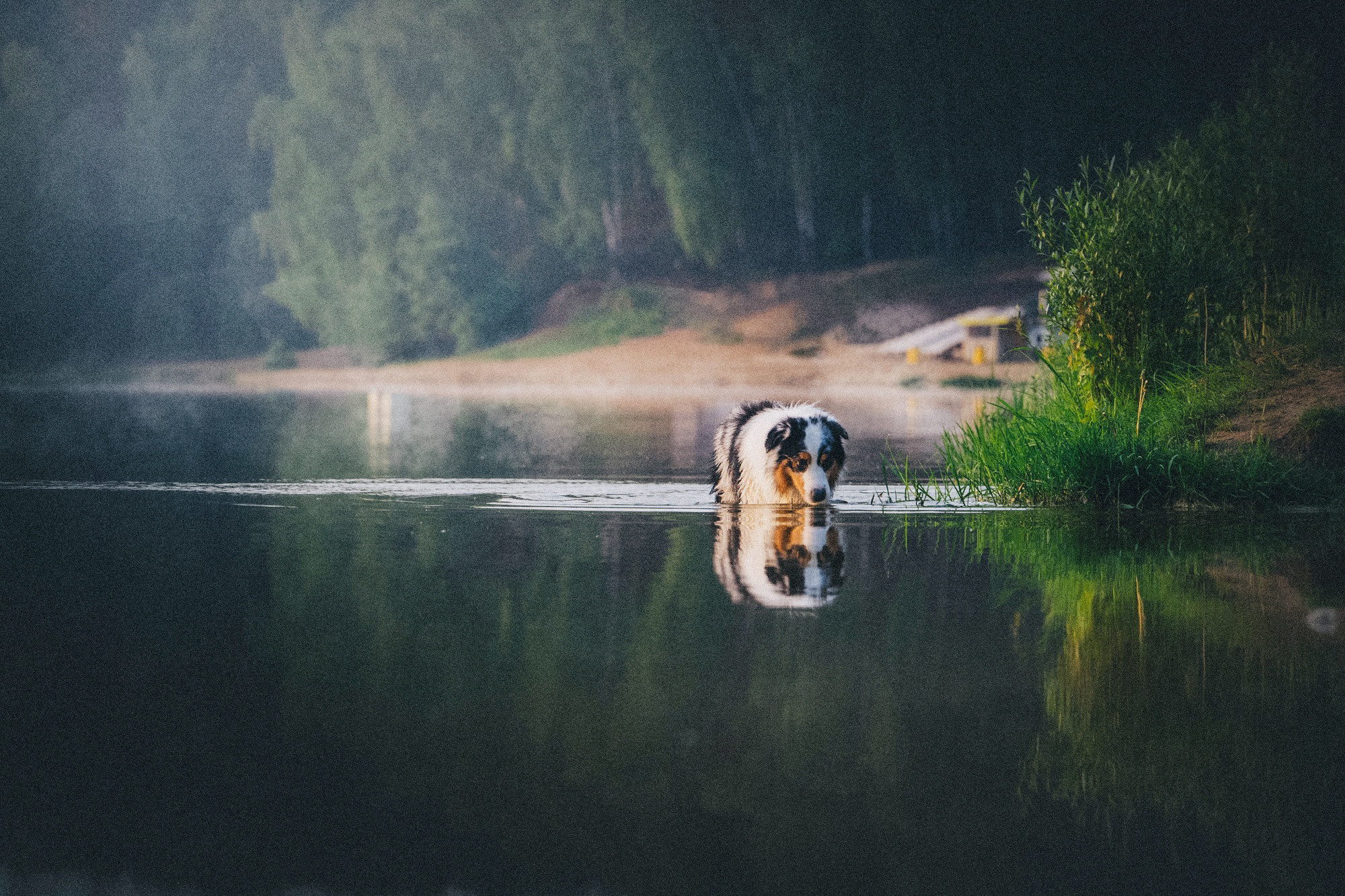 Аня, Игорь, Аусь и Хась. Фотограф анималист в Москве и Санкт-Петербурге Свиридова Анна