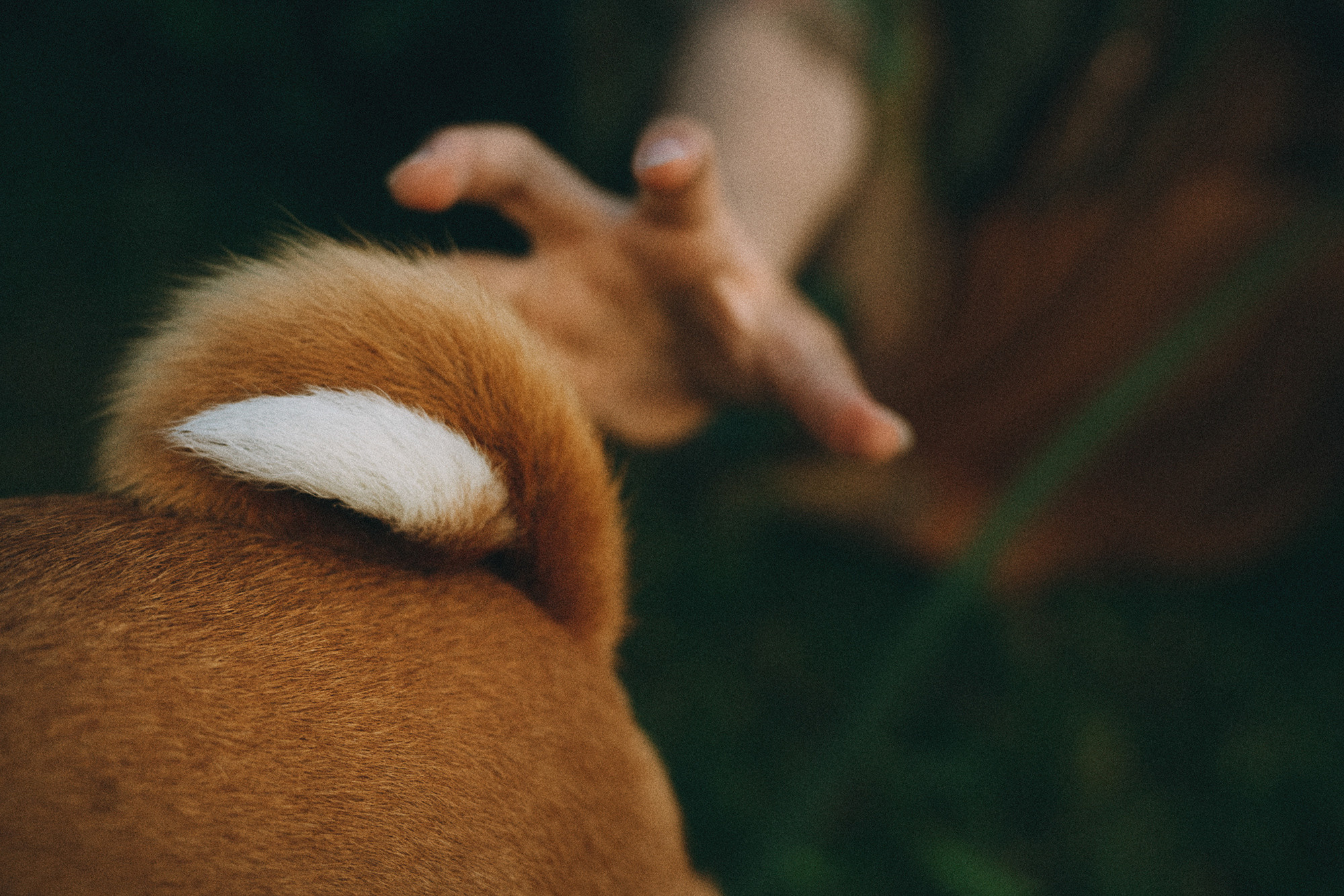 Арина и Рики. Фотограф анималист в Москве и Санкт-Петербурге Свиридова Анна