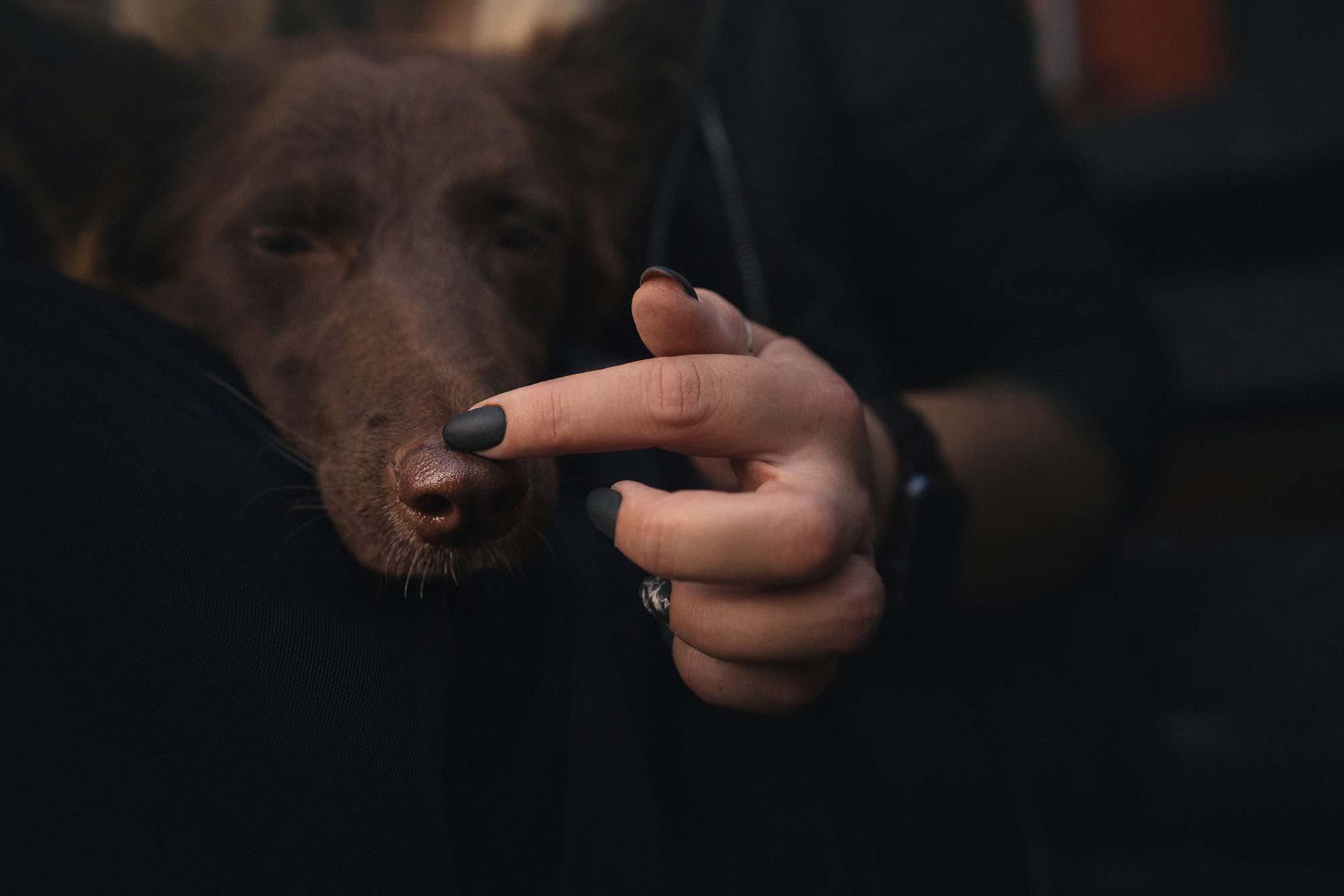 Аня и Брук. Фотограф анималист в Москве и Санкт-Петербурге Свиридова Анна