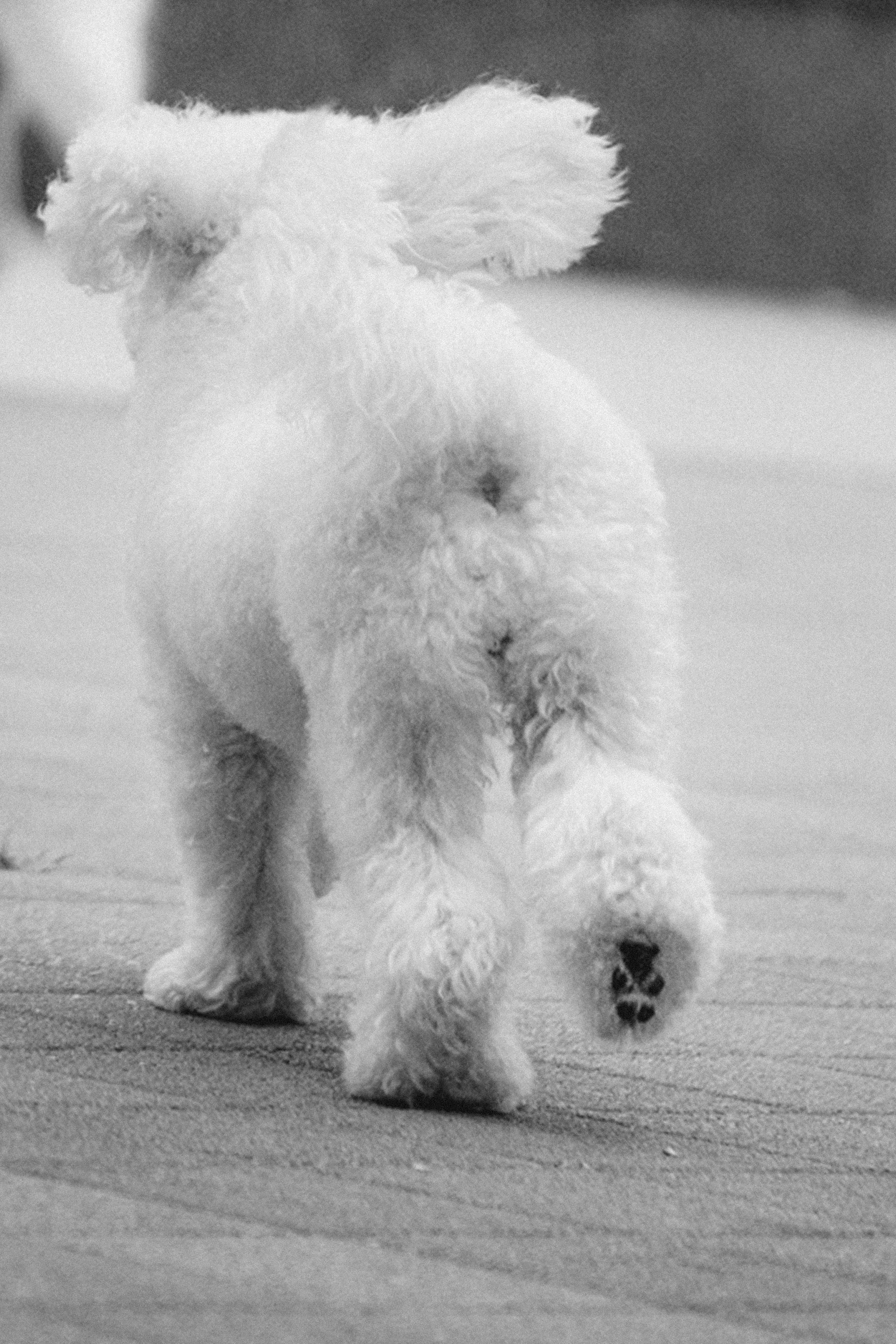 Ангелина и Варежка. Фотограф анималист в Москве и Санкт-Петербурге Свиридова Анна