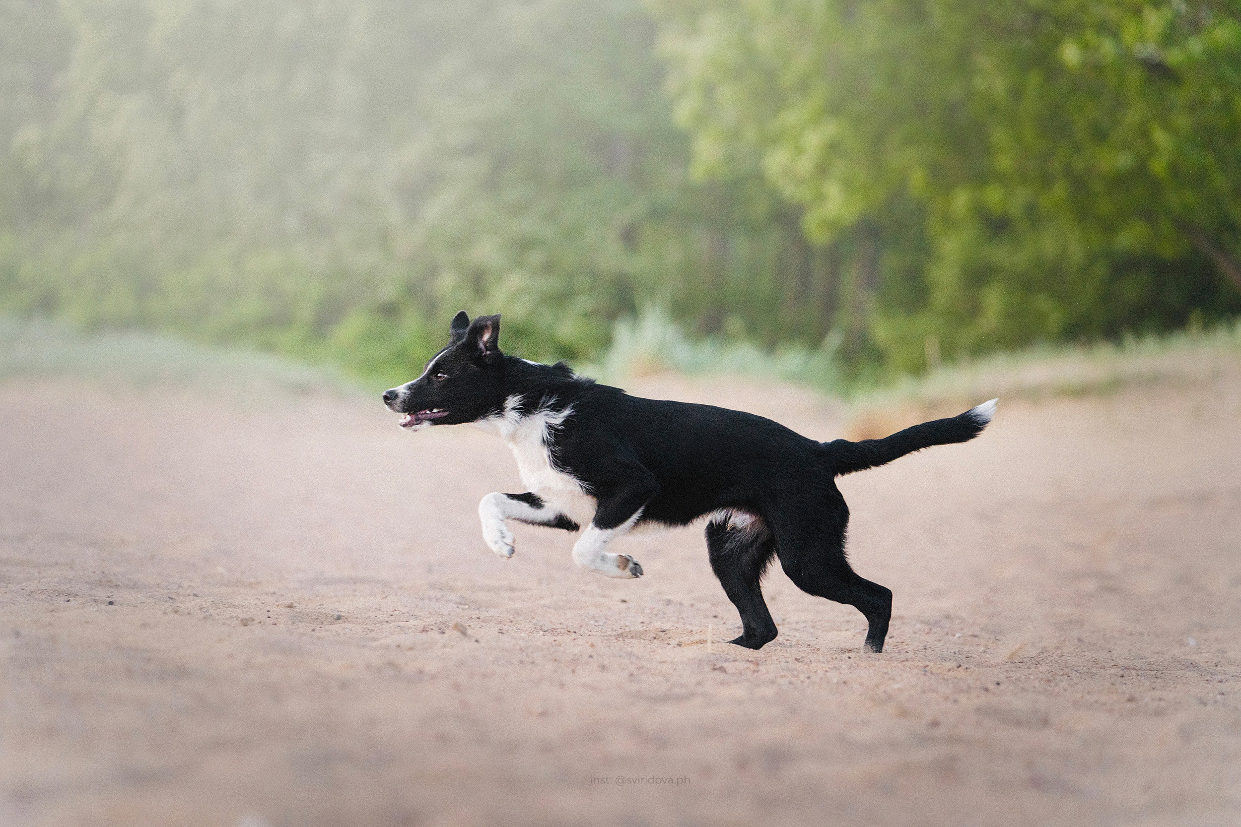 Янки, Румпель, Лось, Токи, Мако. Фотограф анималист в Москве и Санкт-Петербурге Свиридова Анна