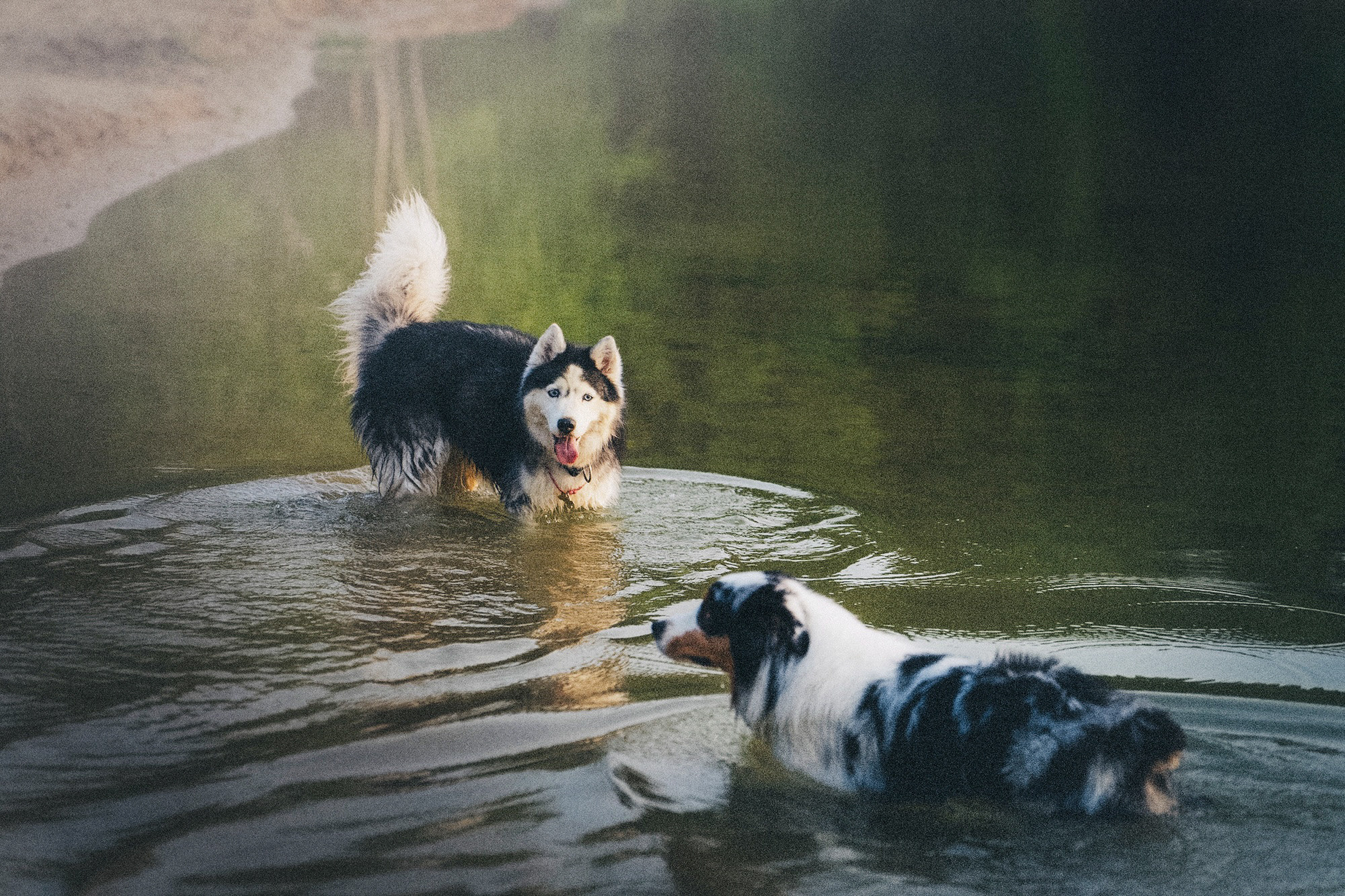 Аня, Игорь, Аусь и Хась. Фотограф анималист в Москве и Санкт-Петербурге Свиридова Анна