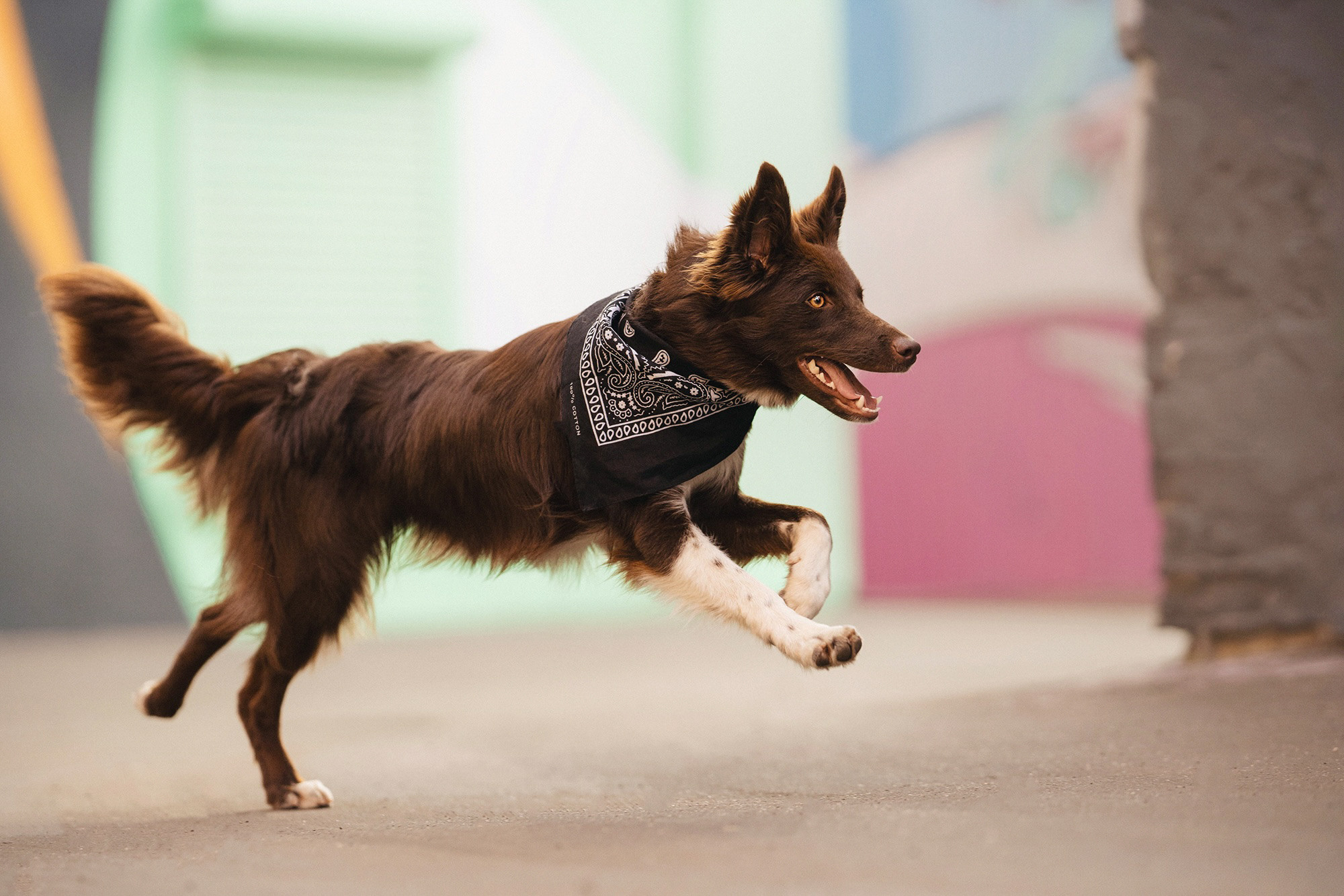 Аня и Брук. Фотограф анималист в Москве и Санкт-Петербурге Свиридова Анна