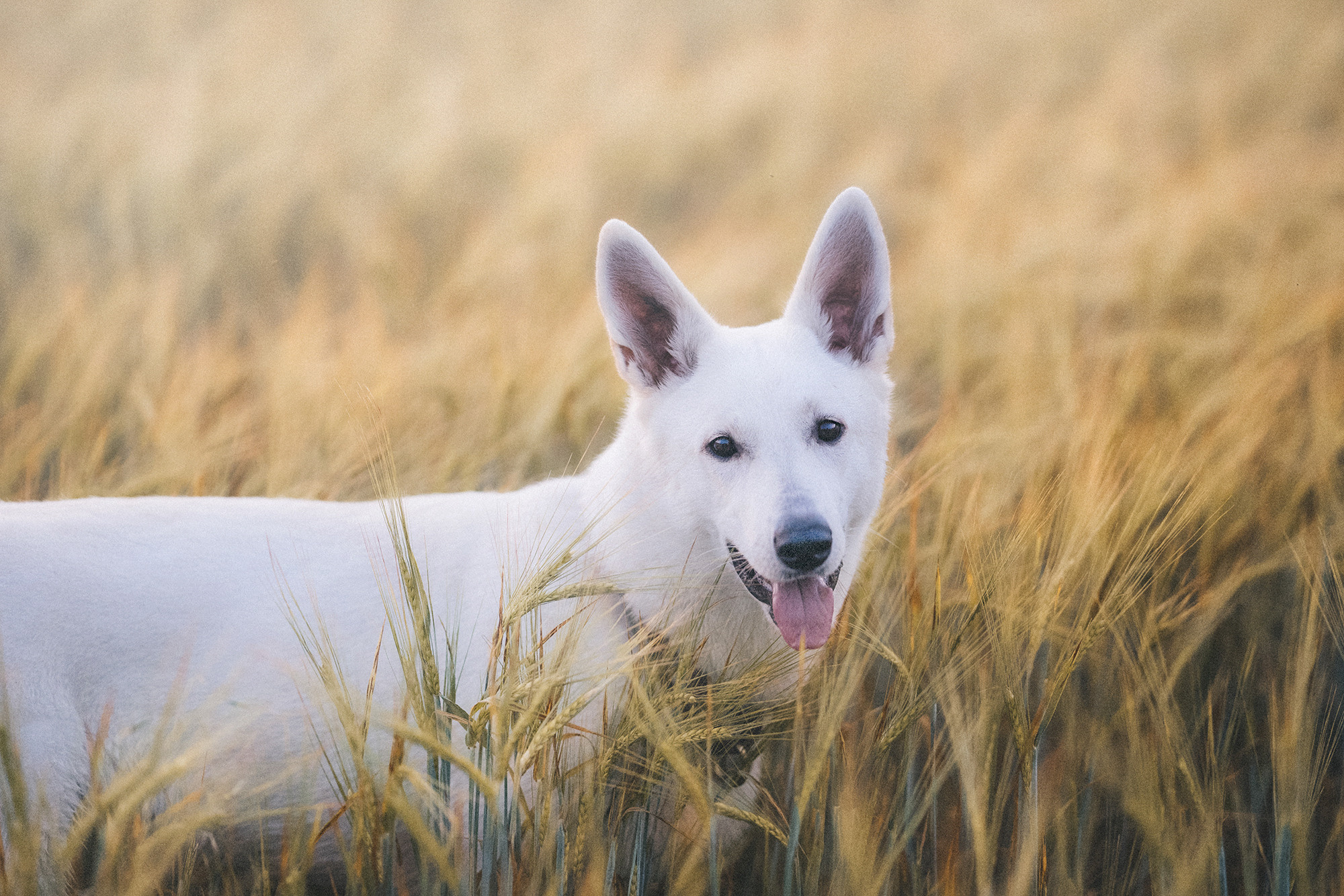 Лиза и Юста. Фотограф анималист в Москве и Санкт-Петербурге Свиридова Анна