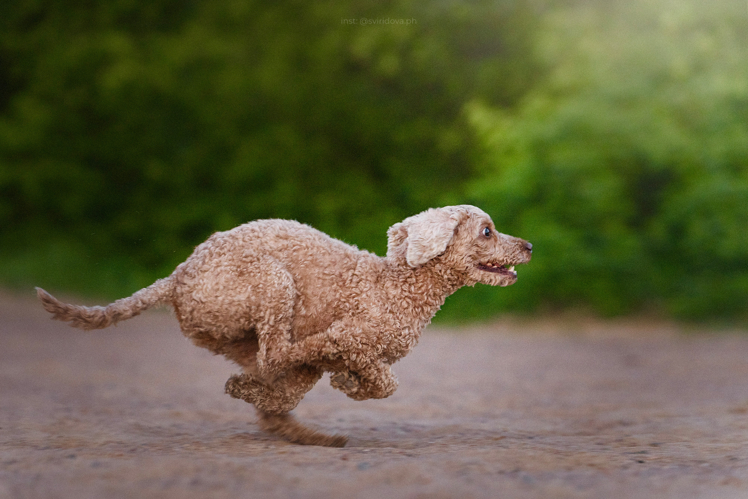 Янки, Румпель, Лось, Токи, Мако. Фотограф анималист в Москве и Санкт-Петербурге Свиридова Анна