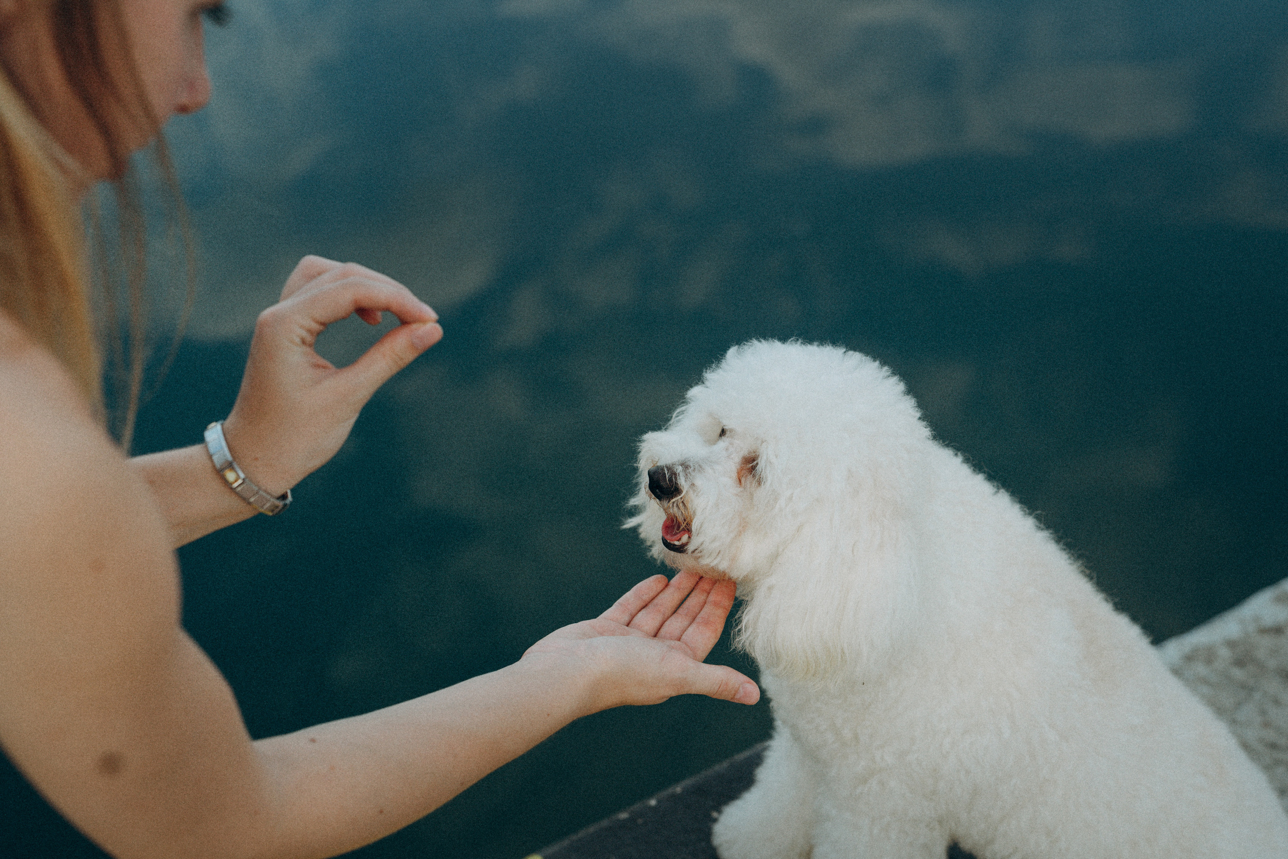 Ангелина и Варежка. Фотограф анималист в Москве и Санкт-Петербурге Свиридова Анна