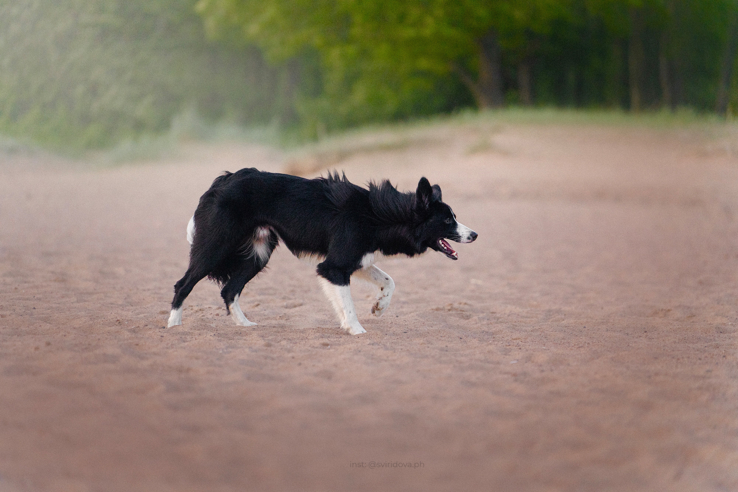 Янки, Румпель, Лось, Токи, Мако. Фотограф анималист в Москве и Санкт-Петербурге Свиридова Анна
