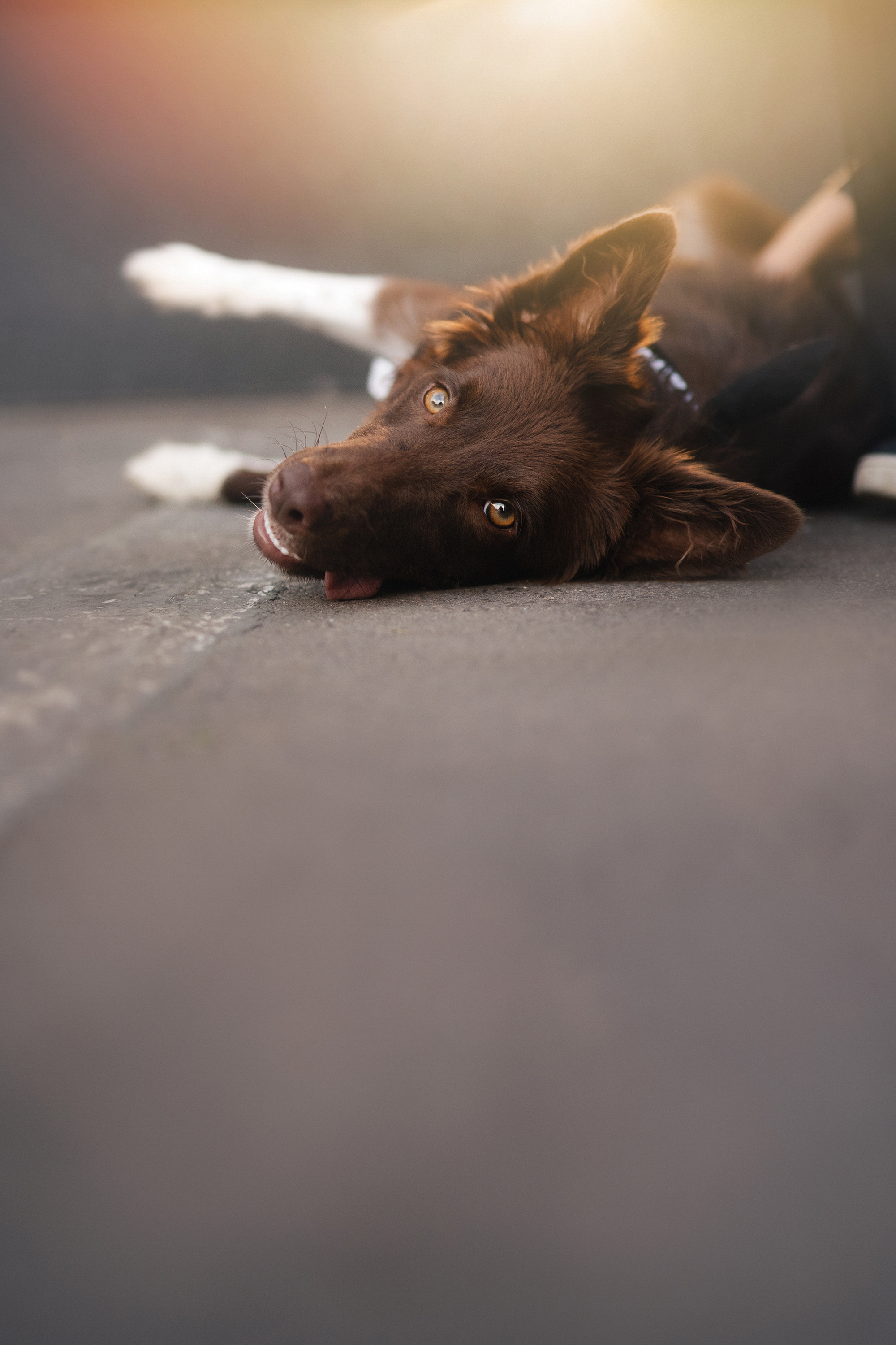 Аня и Брук. Фотограф анималист в Москве и Санкт-Петербурге Свиридова Анна