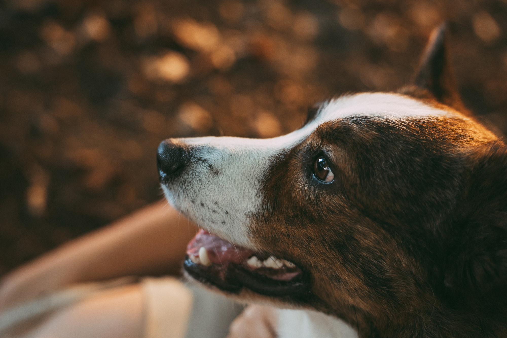 Влада и Коржики. Фотограф анималист в Москве и Санкт-Петербурге Свиридова Анна