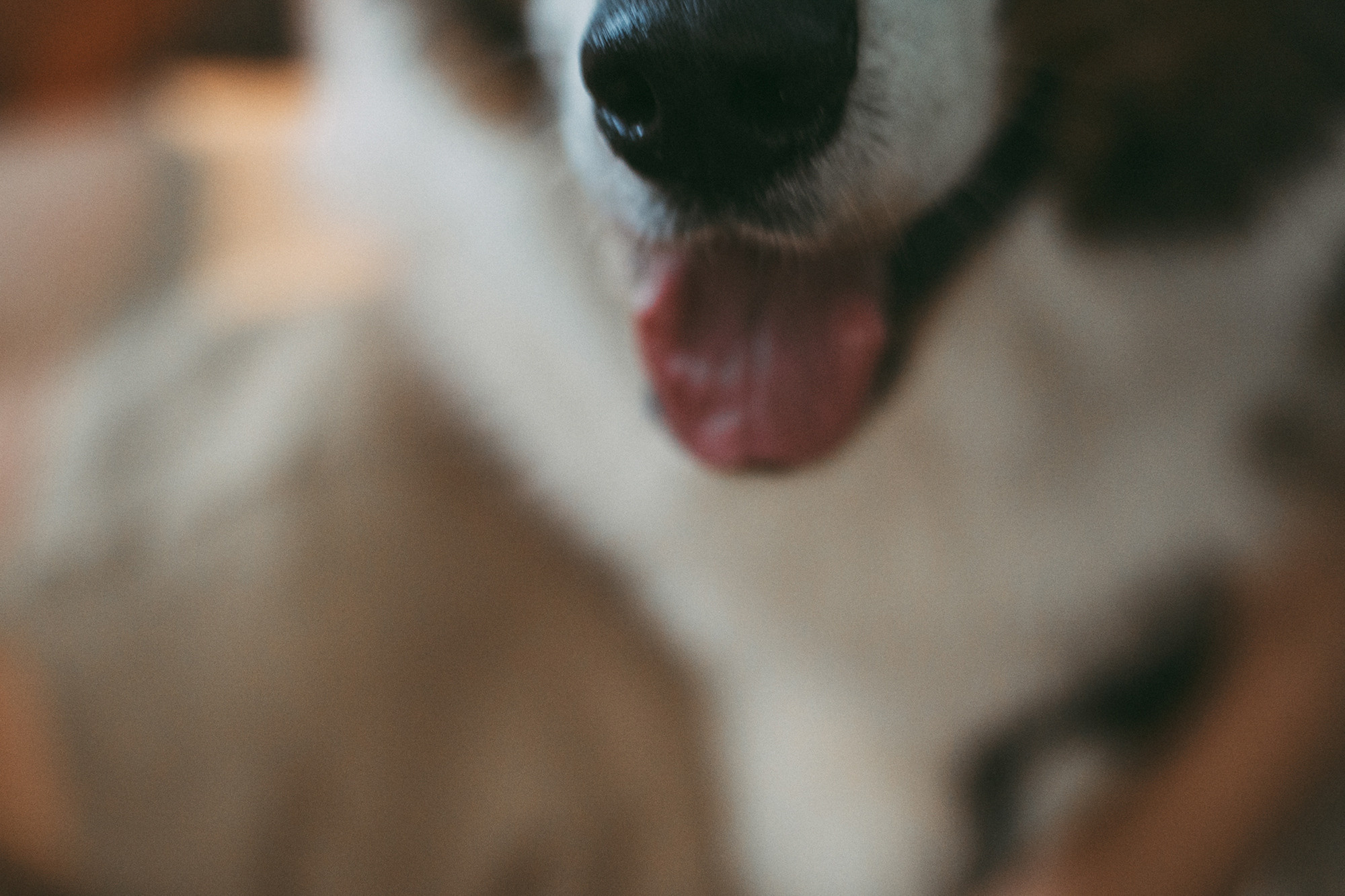 Влада и Коржики. Фотограф анималист в Москве и Санкт-Петербурге Свиридова Анна