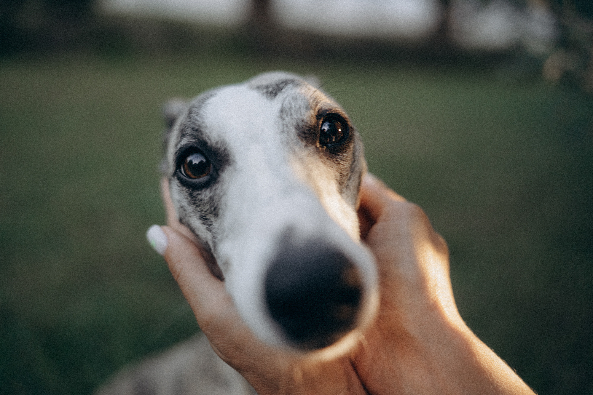 Аня и Джованни. Фотограф анималист в Москве и Санкт-Петербурге Свиридова Анна