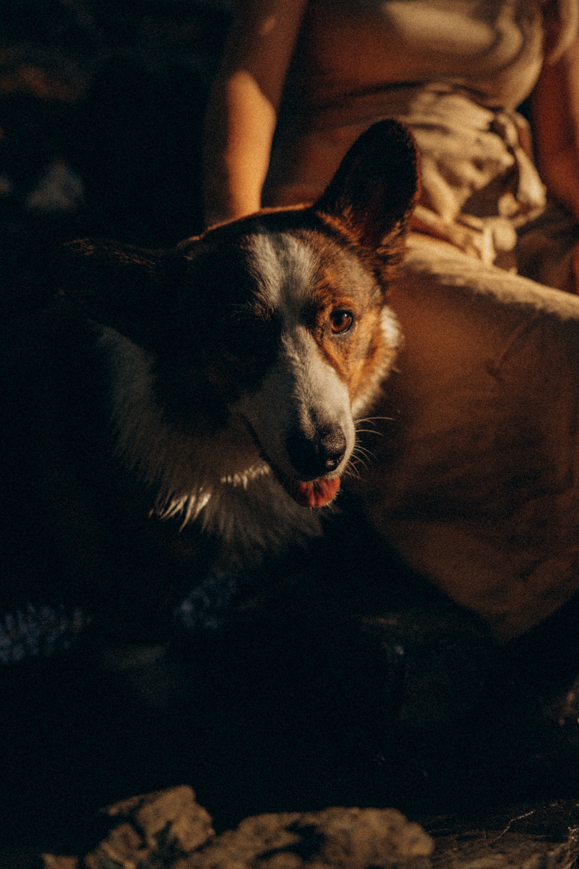 Влада и Коржики. Фотограф анималист в Москве и Санкт-Петербурге Свиридова Анна