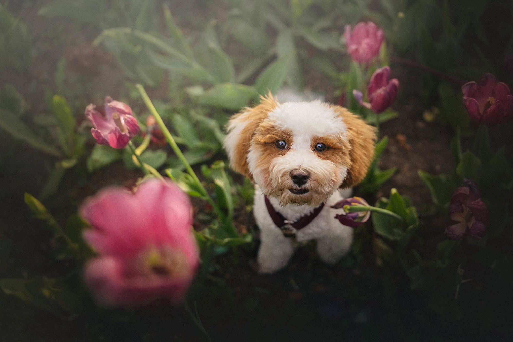Амина, Андрей и Умка. Фотограф анималист в Москве и Санкт-Петербурге Свиридова Анна