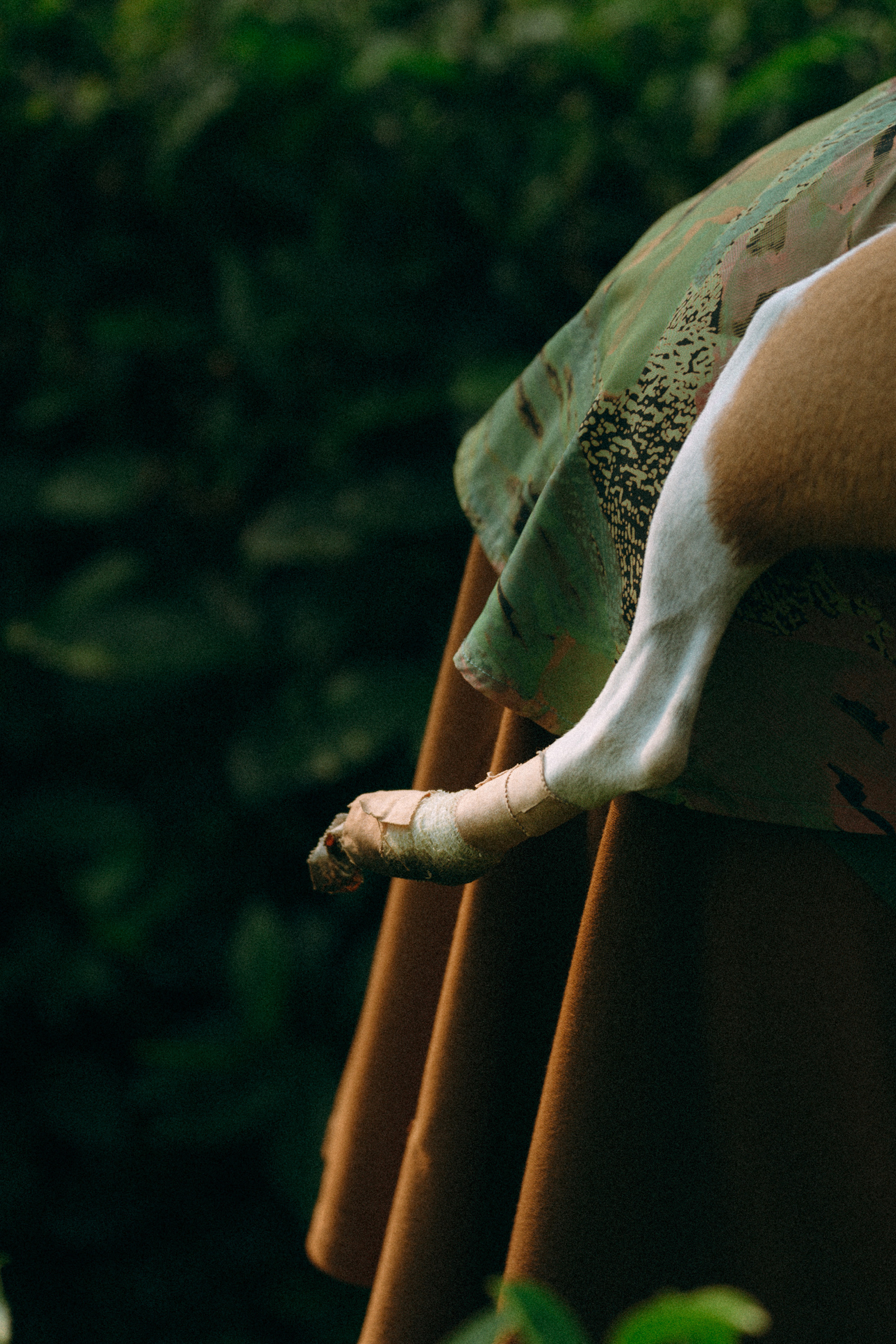 Арина и Рики. Фотограф анималист в Москве и Санкт-Петербурге Свиридова Анна