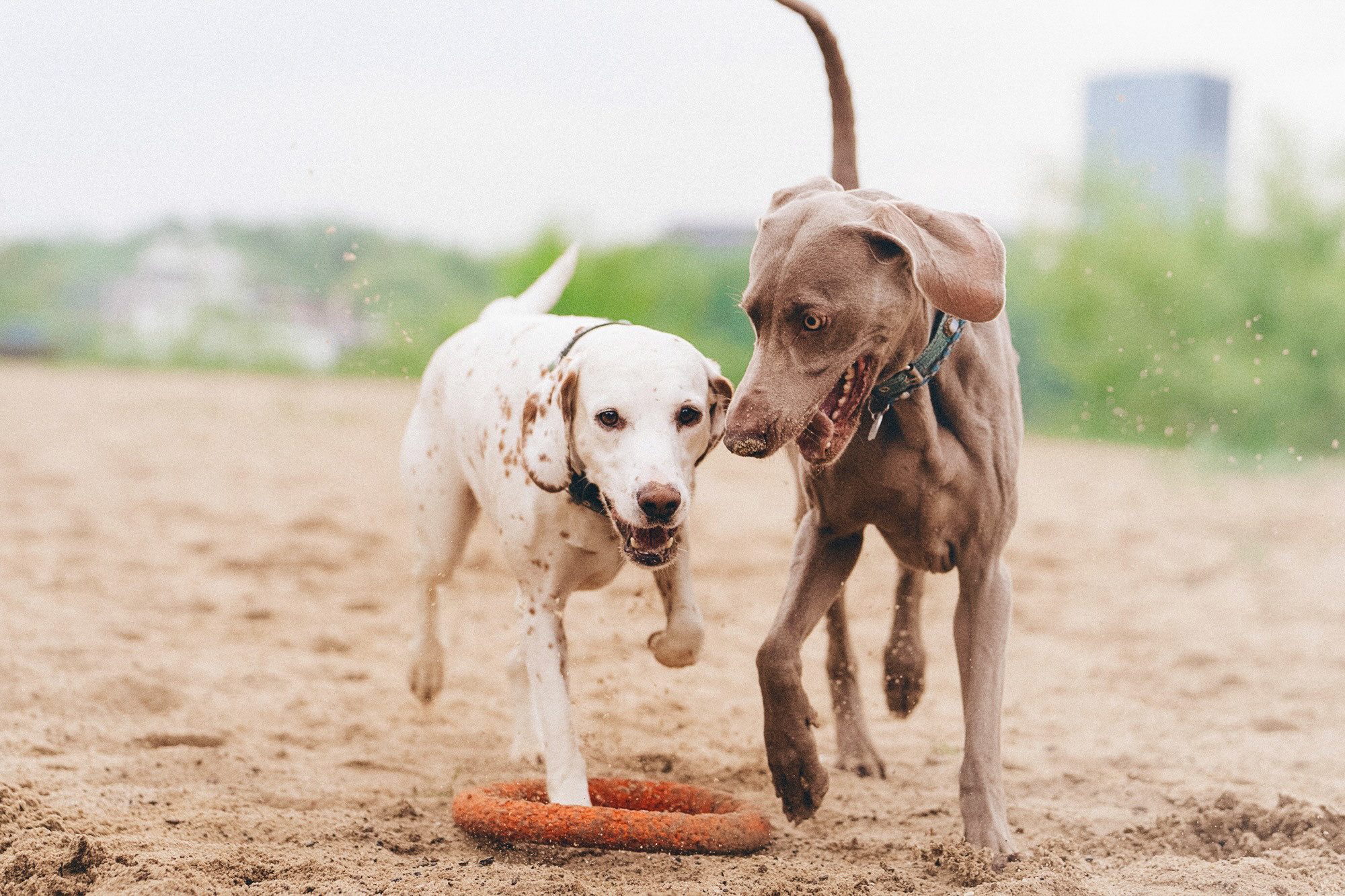 Полина, Борис, Луна и Эль. Фотограф анималист в Москве и Санкт-Петербурге Свиридова Анна