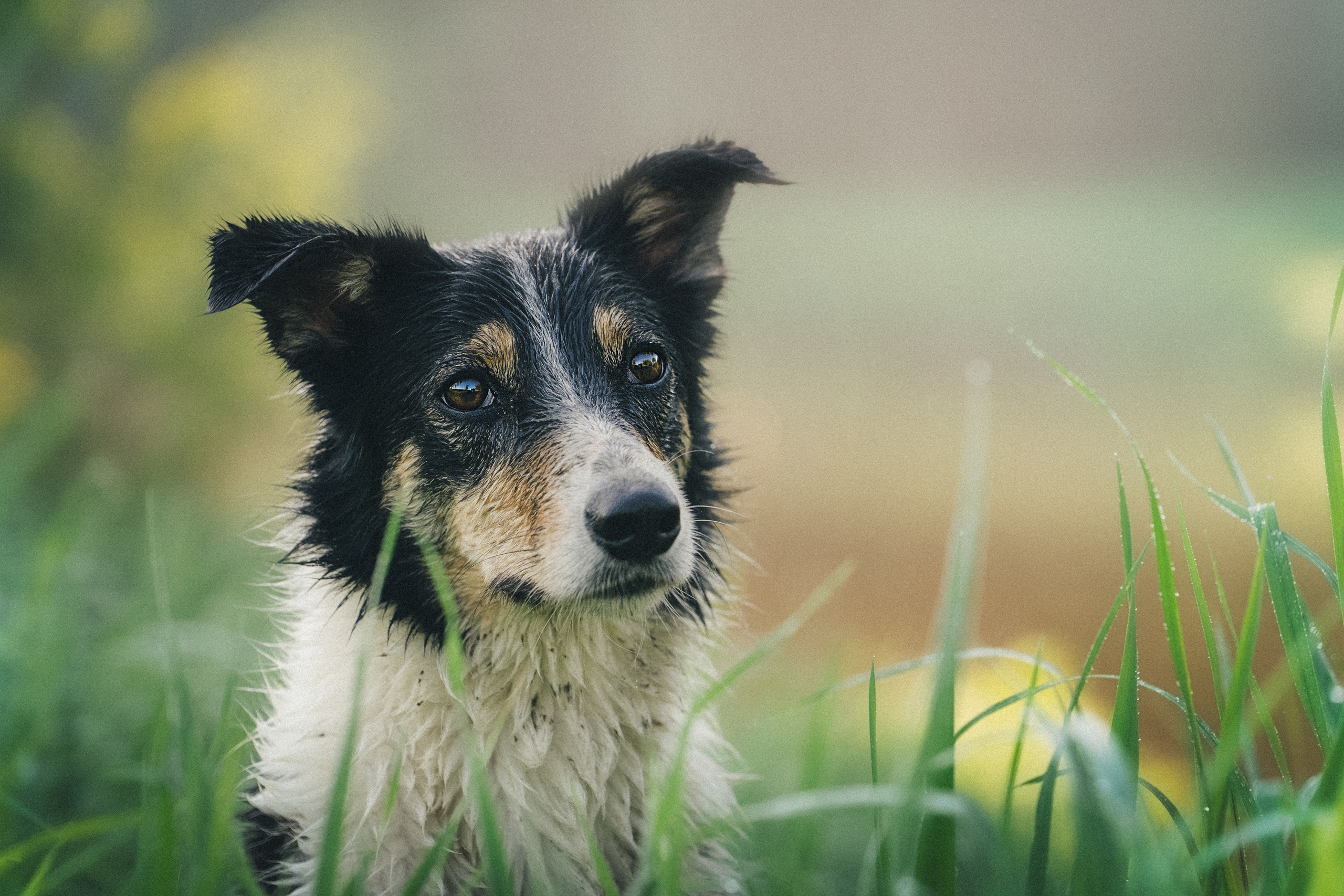 Софа, Уна и Лють. Фотограф анималист в Москве и Санкт-Петербурге Свиридова Анна