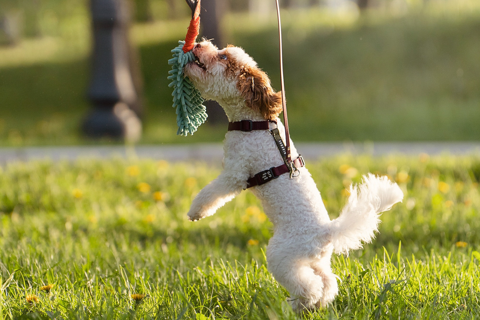 Амина, Андрей и Умка. Фотограф анималист в Москве и Санкт-Петербурге Свиридова Анна