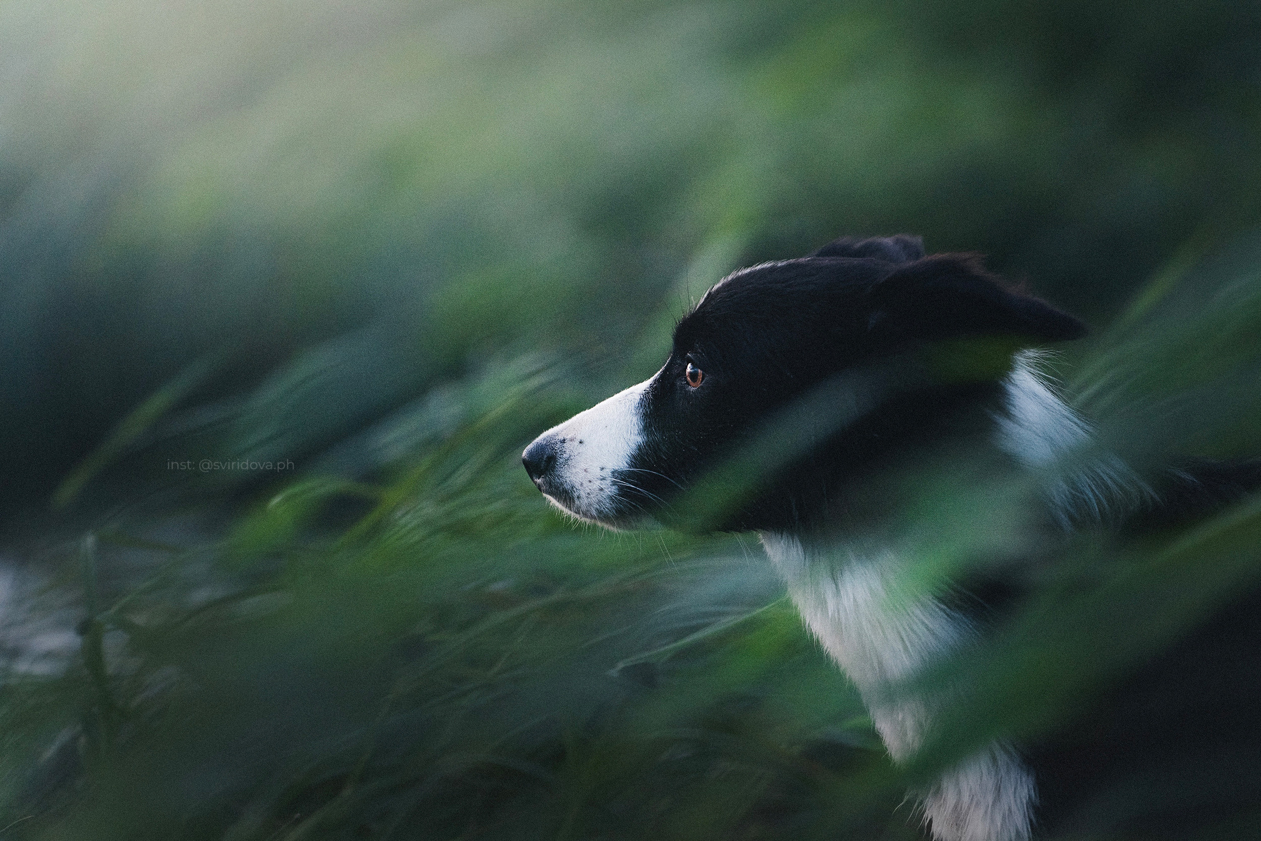 Янки, Румпель, Лось, Токи, Мако. Фотограф анималист в Москве и Санкт-Петербурге Свиридова Анна