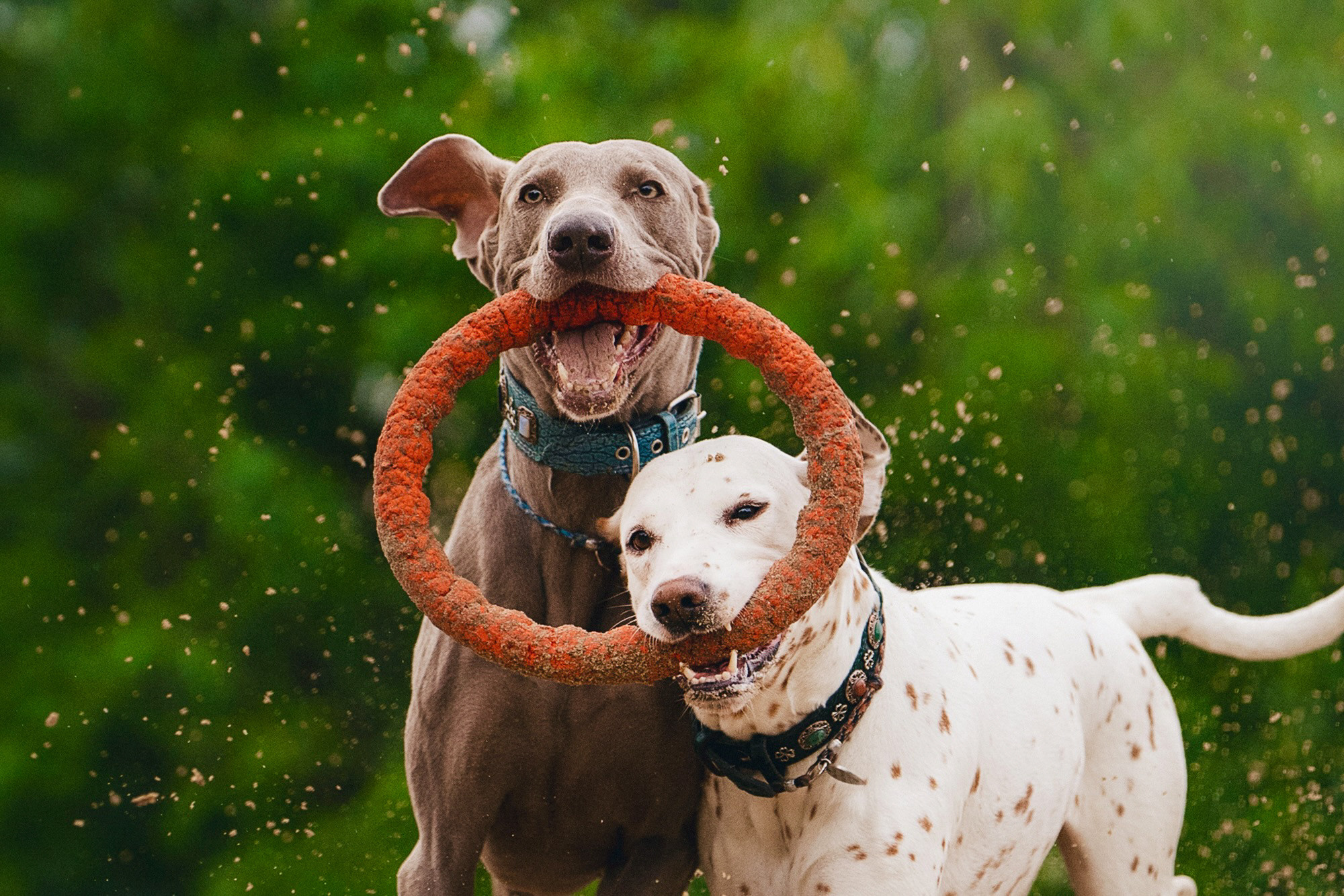 Полина, Борис, Луна и Эль. Фотограф анималист в Москве и Санкт-Петербурге Свиридова Анна