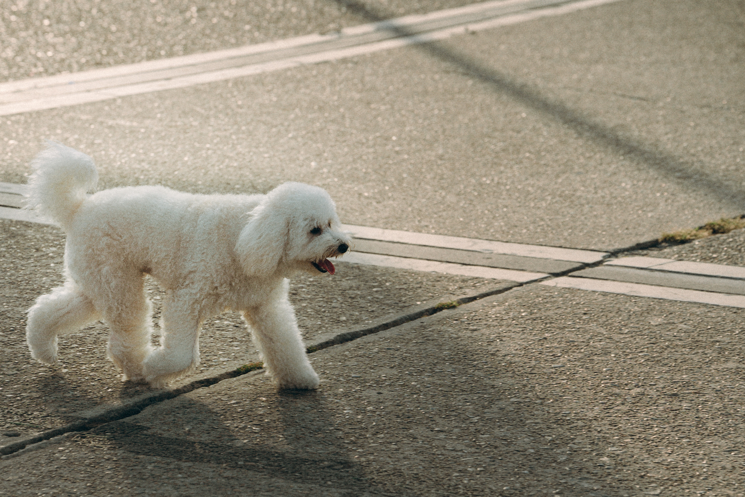 Ангелина и Варежка. Фотограф анималист в Москве и Санкт-Петербурге Свиридова Анна