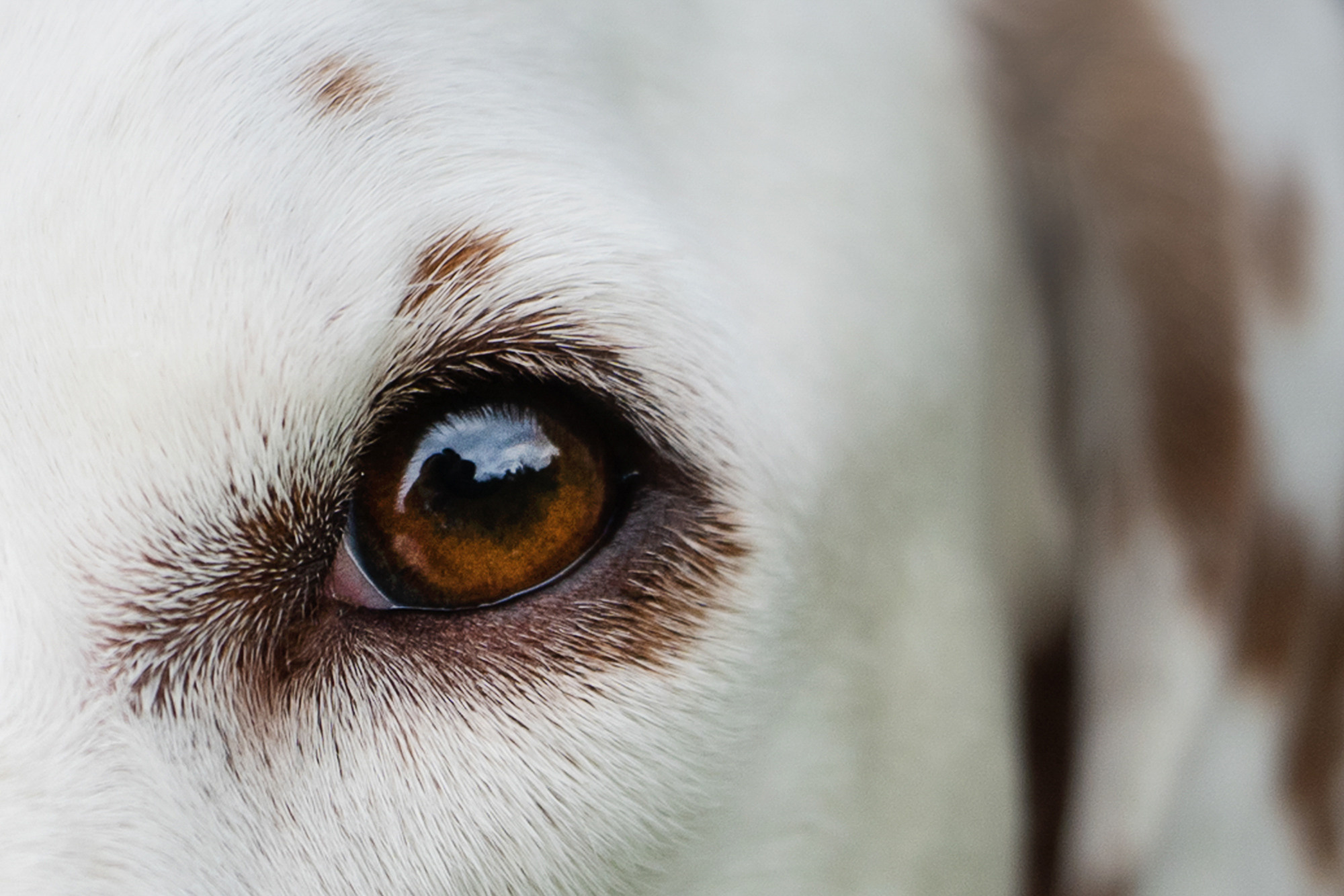 Полина, Борис, Луна и Эль. Фотограф анималист в Москве и Санкт-Петербурге Свиридова Анна
