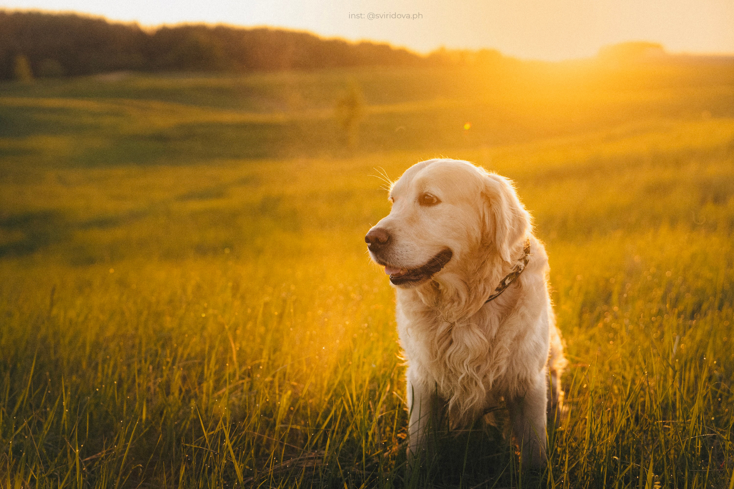 Настя и Арчи. Фотограф анималист в Москве и Санкт-Петербурге Свиридова Анна