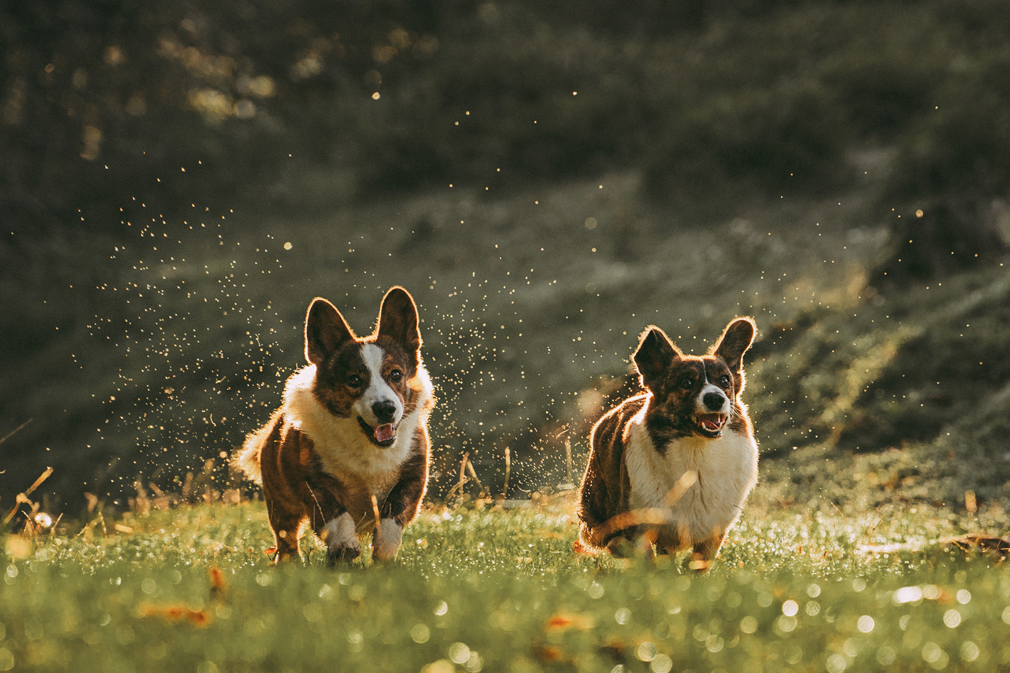 Влада и Коржики. Фотограф анималист в Москве и Санкт-Петербурге Свиридова Анна