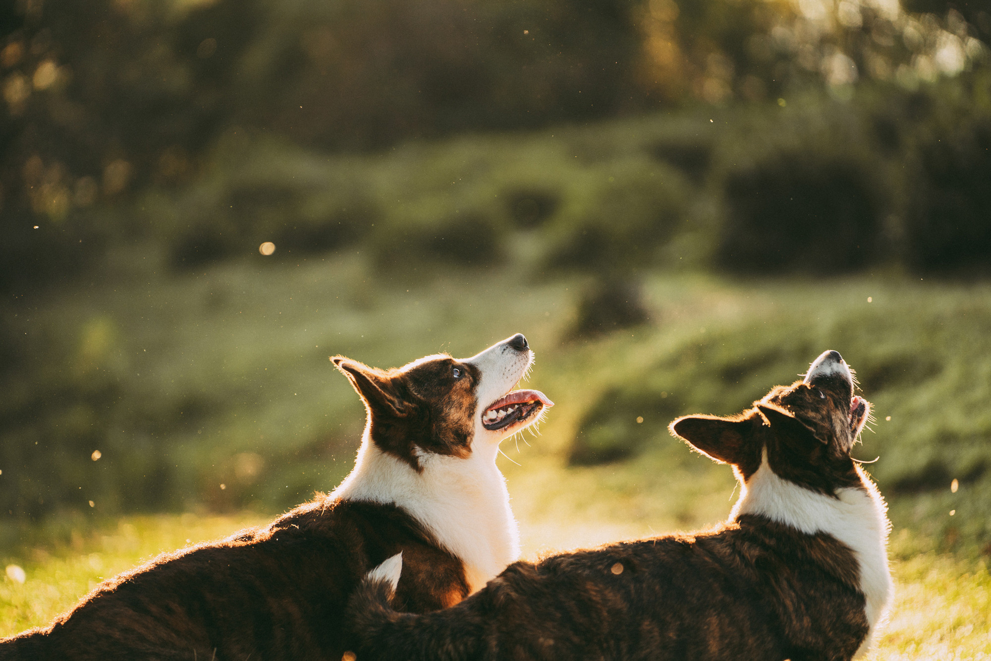 Влада и Коржики. Фотограф анималист в Москве и Санкт-Петербурге Свиридова Анна