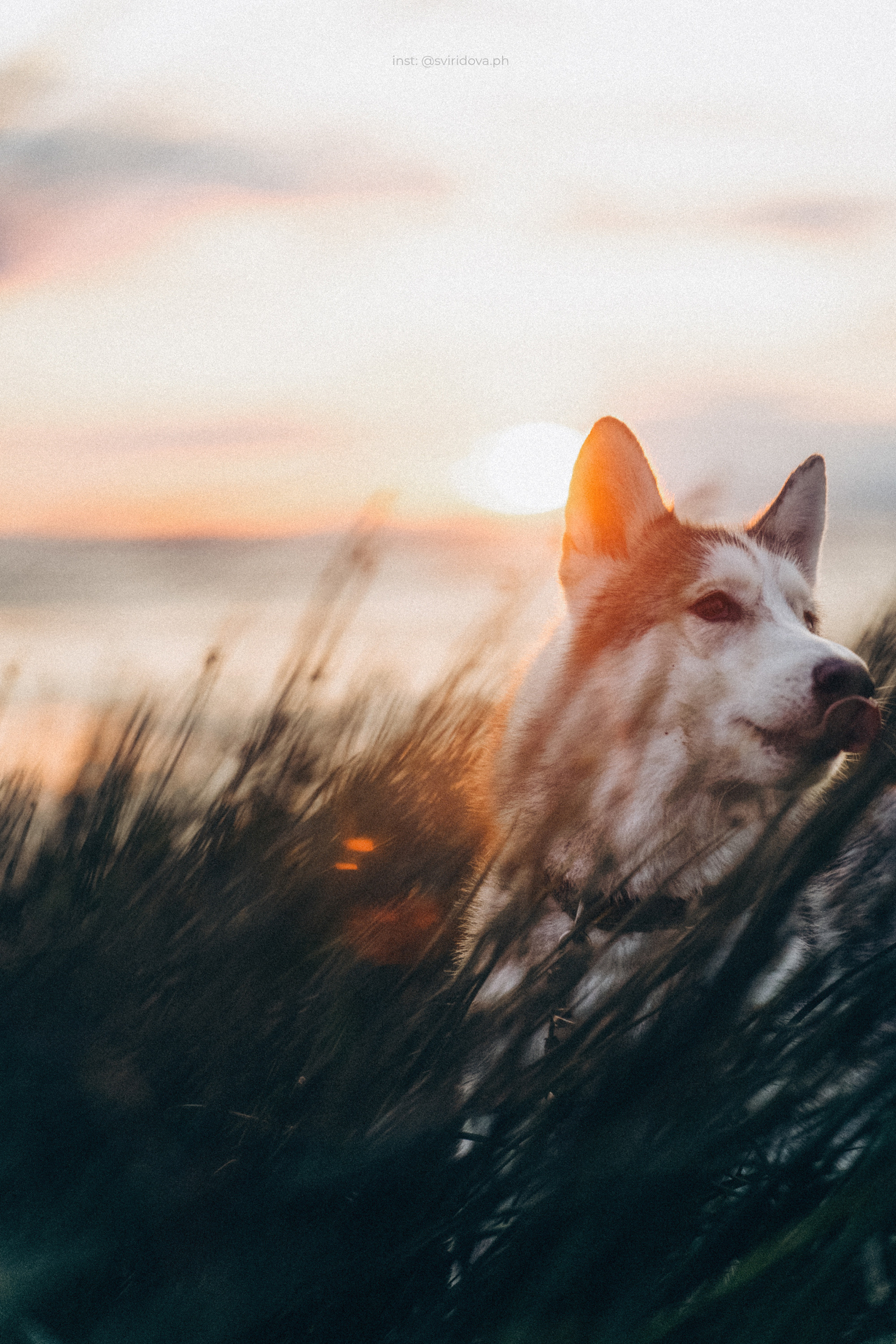 Катя, Илья, Лагерта. Фотограф анималист в Москве и Санкт-Петербурге Свиридова Анна