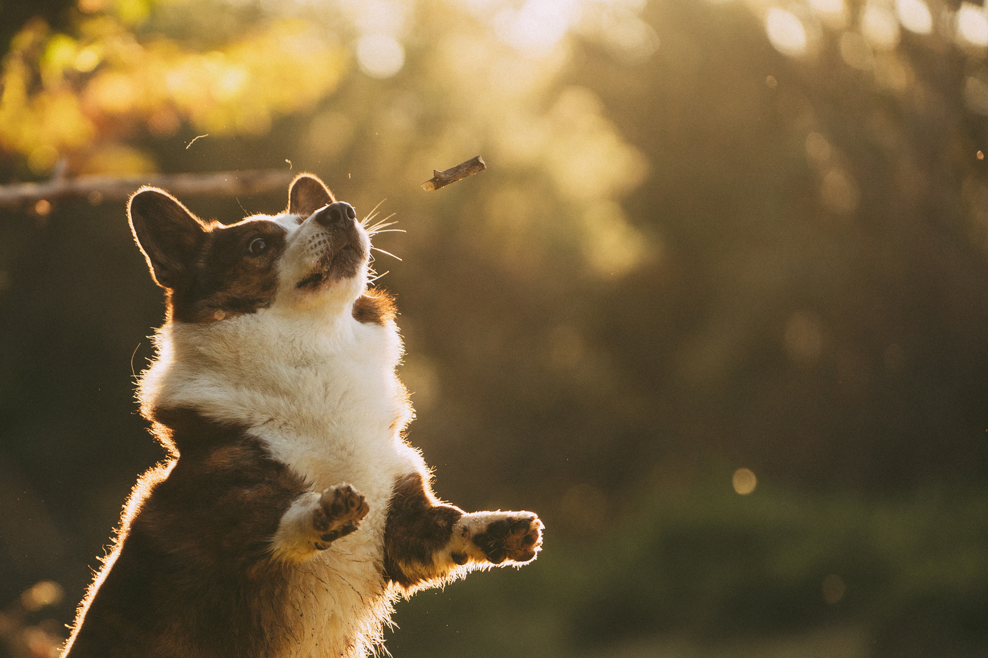 Влада и Коржики. Фотограф анималист в Москве и Санкт-Петербурге Свиридова Анна