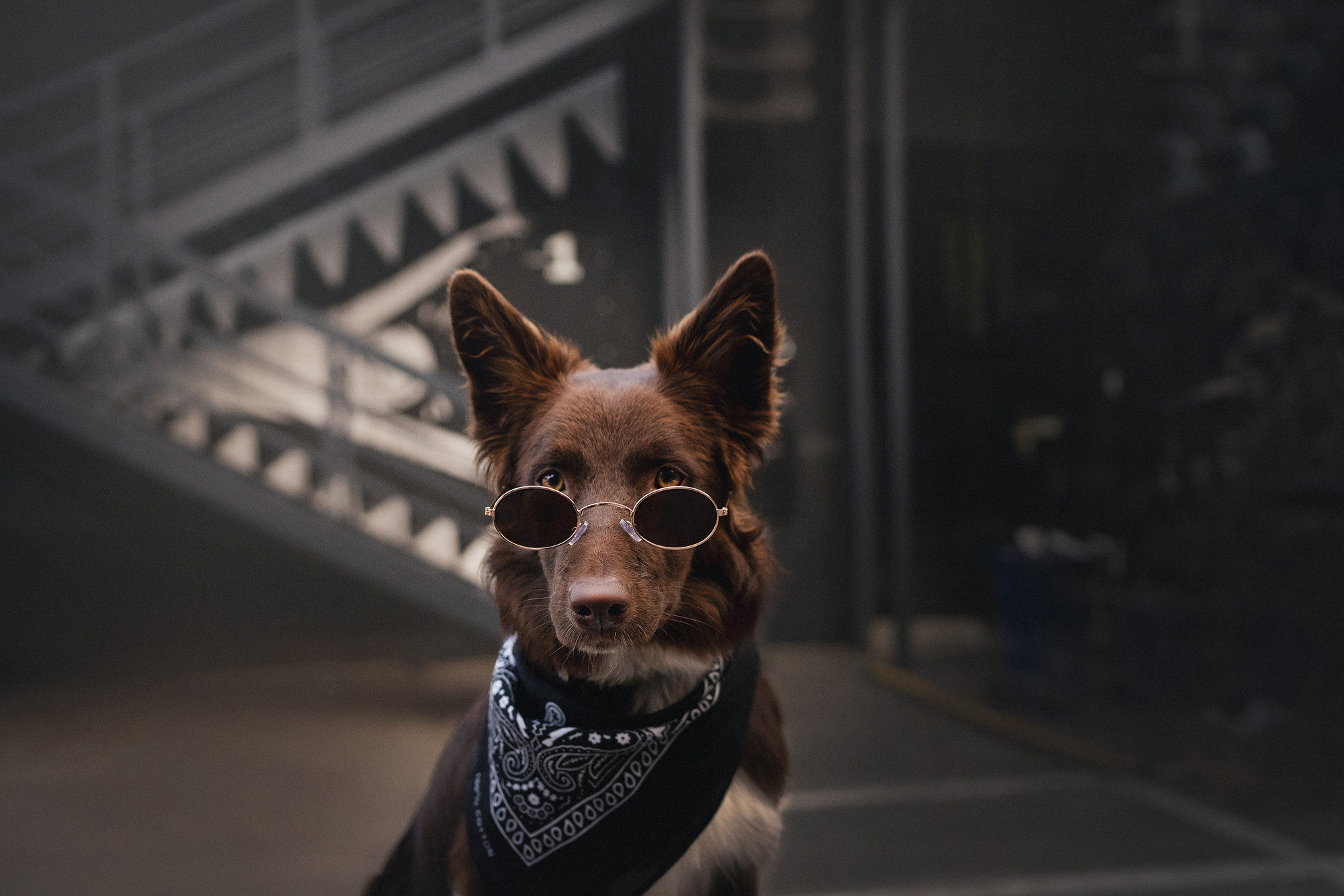 Аня и Брук. Фотограф анималист в Москве и Санкт-Петербурге Свиридова Анна